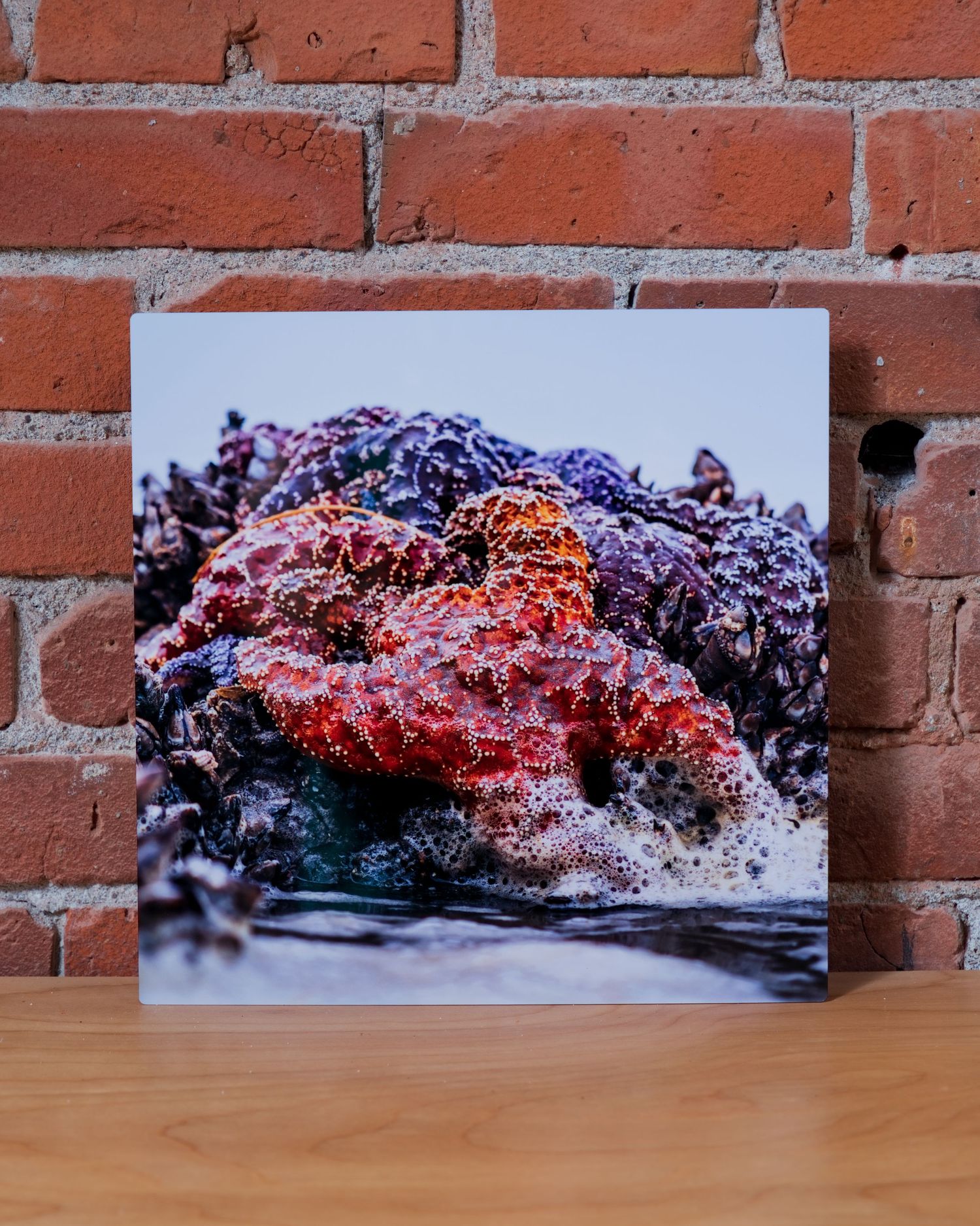 Vibrant red and purple starfish on rocky tide pool surface, displayed as a photo print against a brick wall.