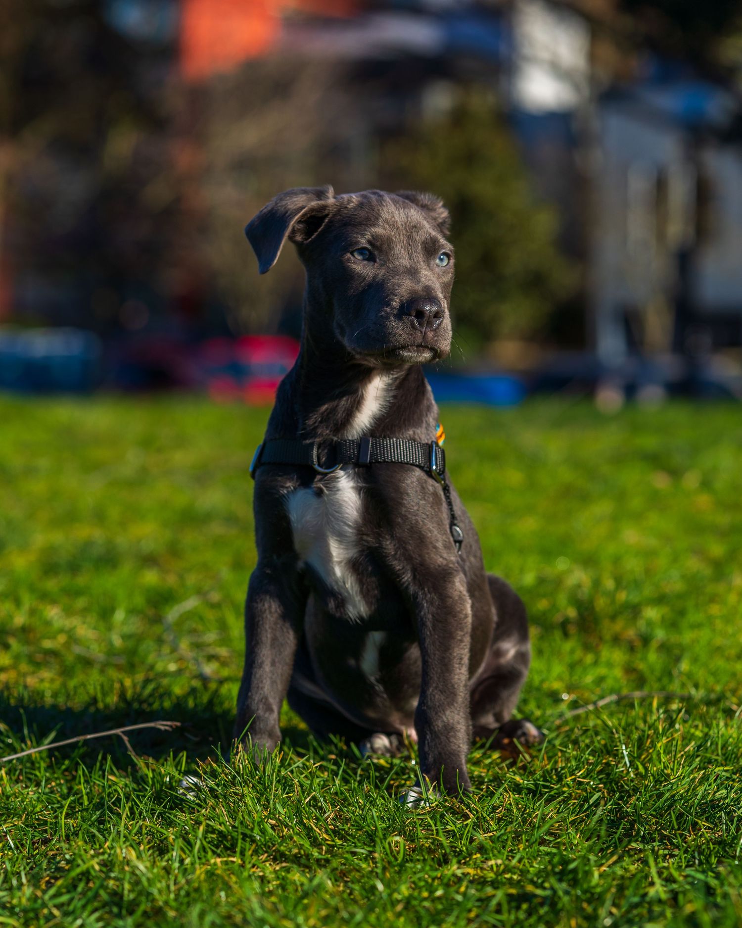 Adorable dark gray puppy wearing a harness sitting on green grass in a sunny park.