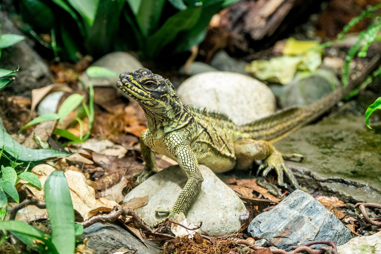 Green iguana resting on a white rock surrounded by tropical plants and fallen leaves in its habitat.