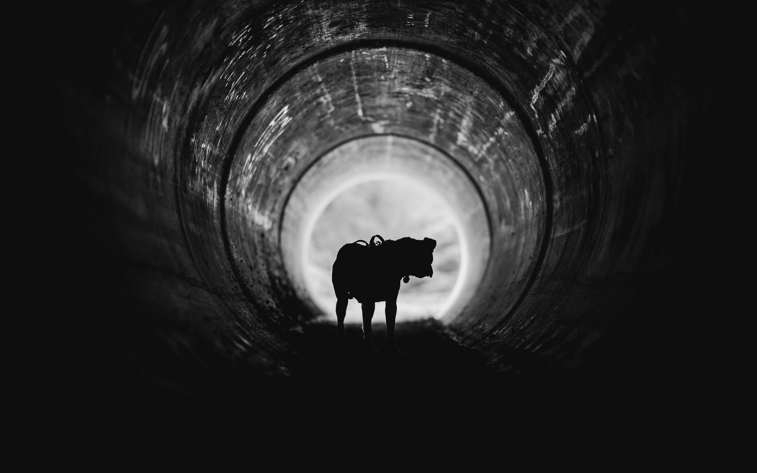 Black and white silhouette of a cow standing in a dark tunnel with bright light glowing at the far end.