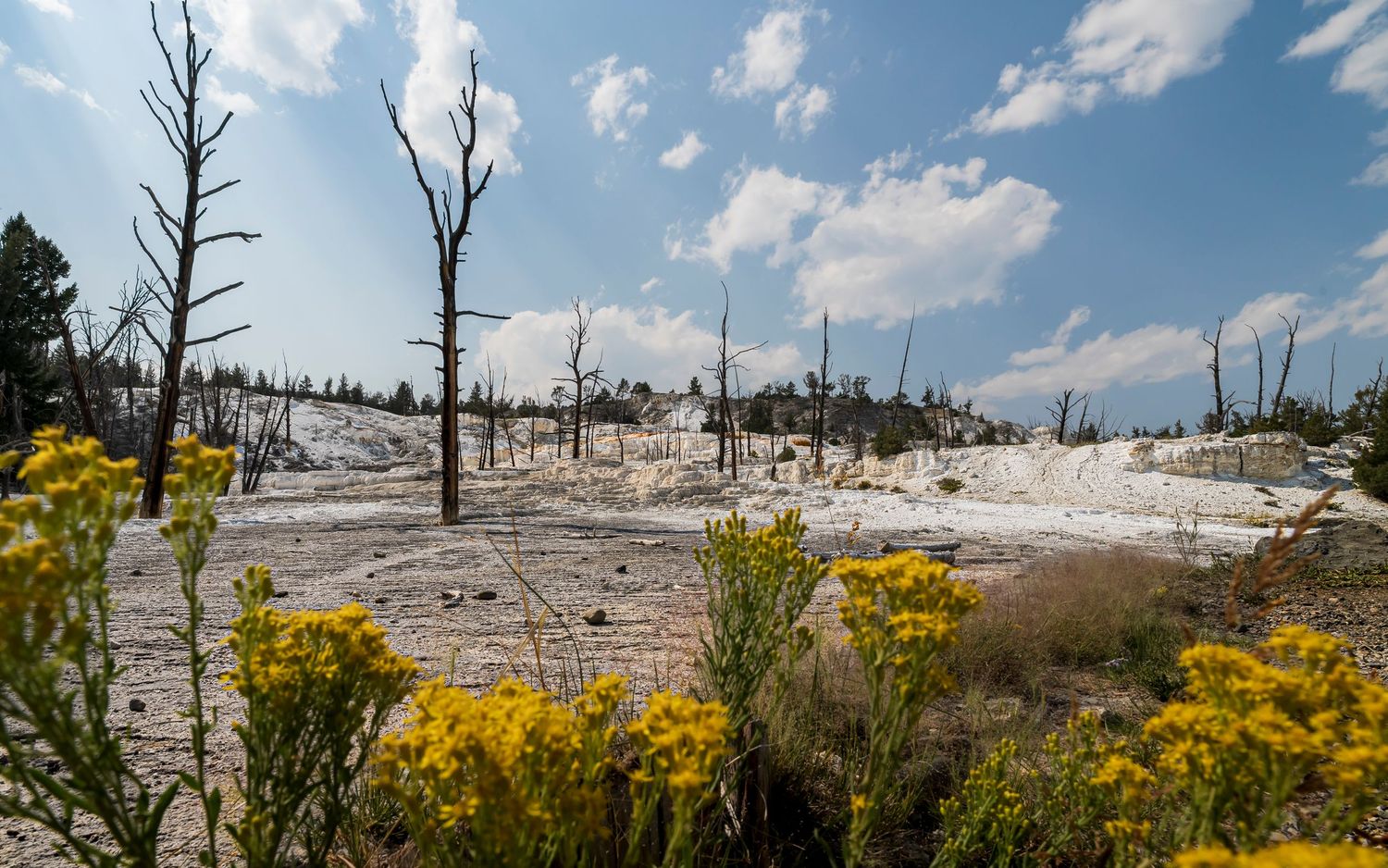 Yellow wildflowers bloom near dead trees on white mineral terraces at Mammoth Hot Springs, Yellowstone National Park.