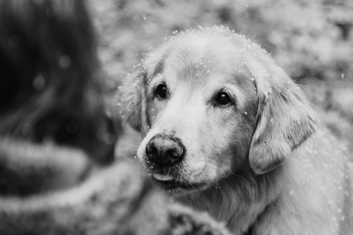 Close-up black and white portrait of a golden retriever dog looking up with soulful eyes in the snow.