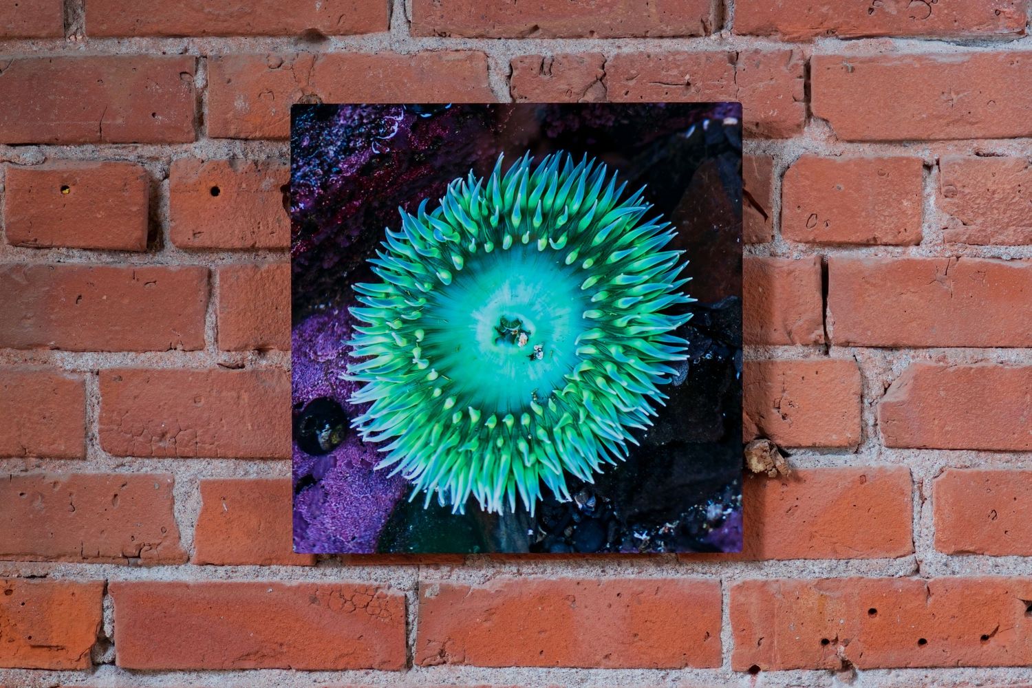Green sea anemone macro photograph printed on canvas mounted on a rustic red brick wall.