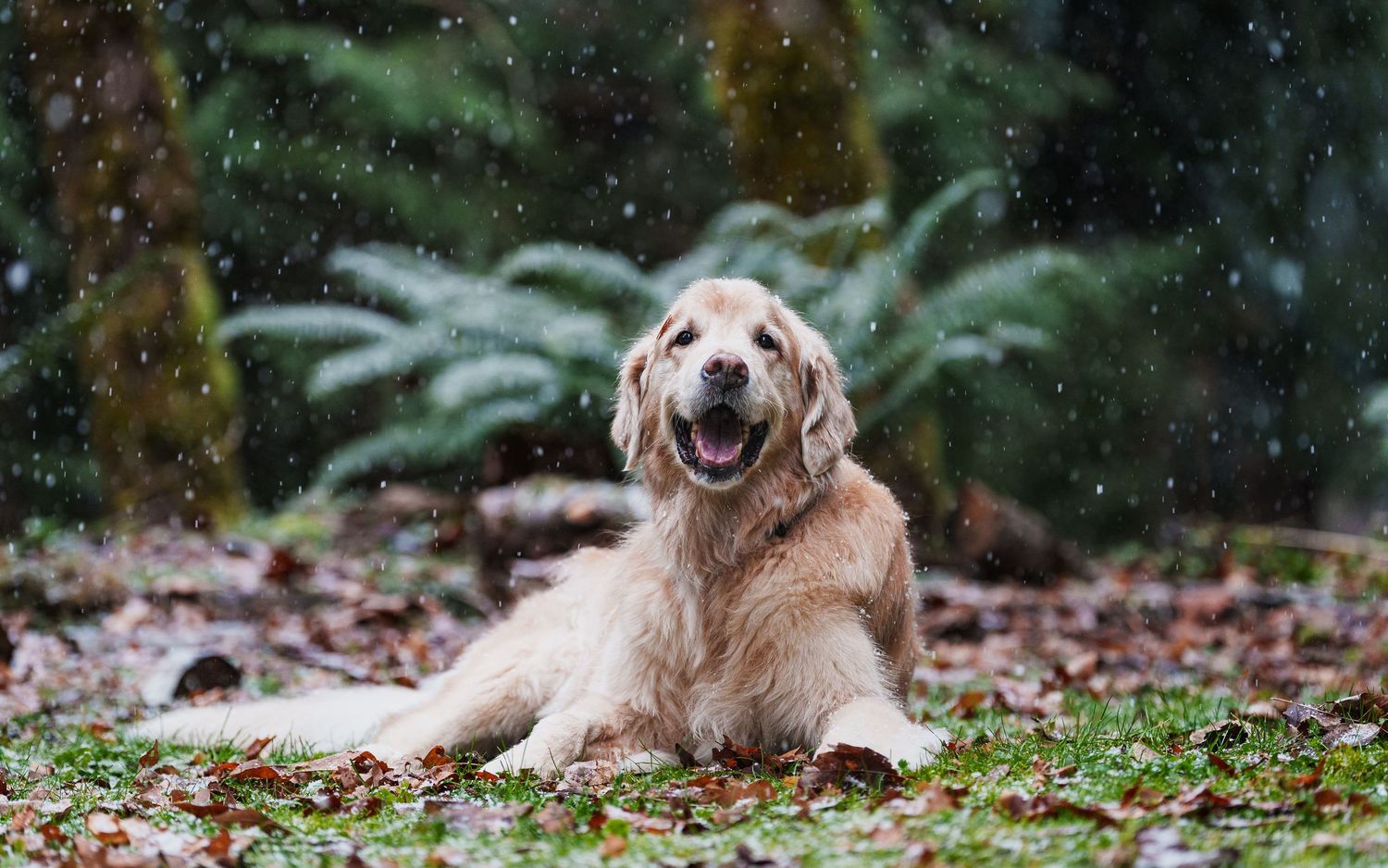 Happy golden retriever lying on grass in a forest during a gentle snowfall.