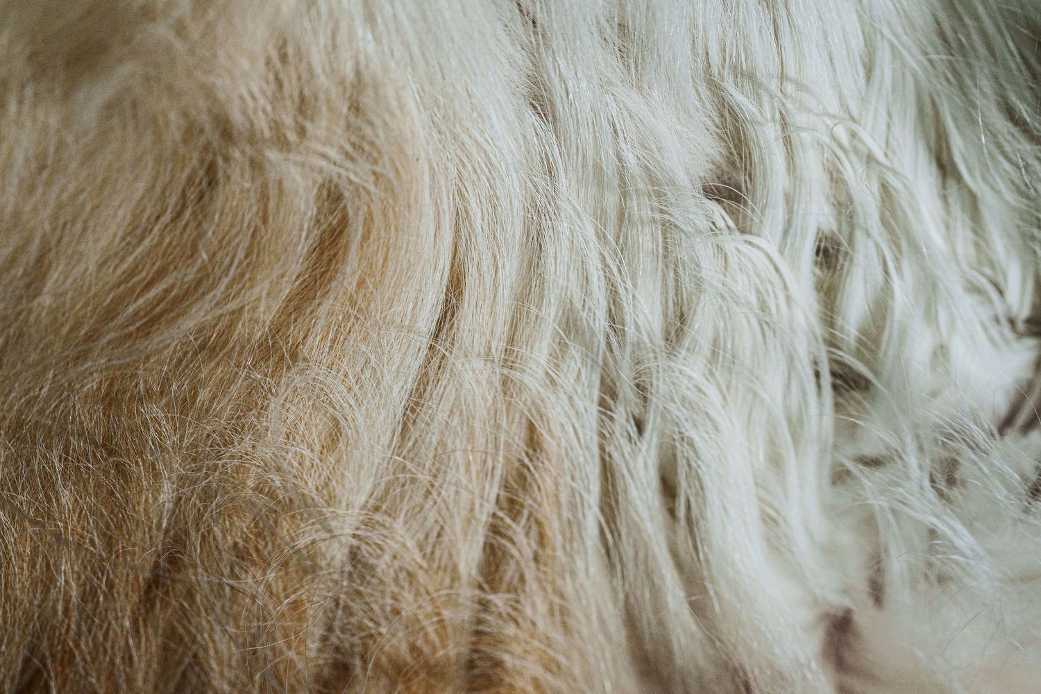 Close-up texture of long, soft, golden and white animal fur filling the entire frame.