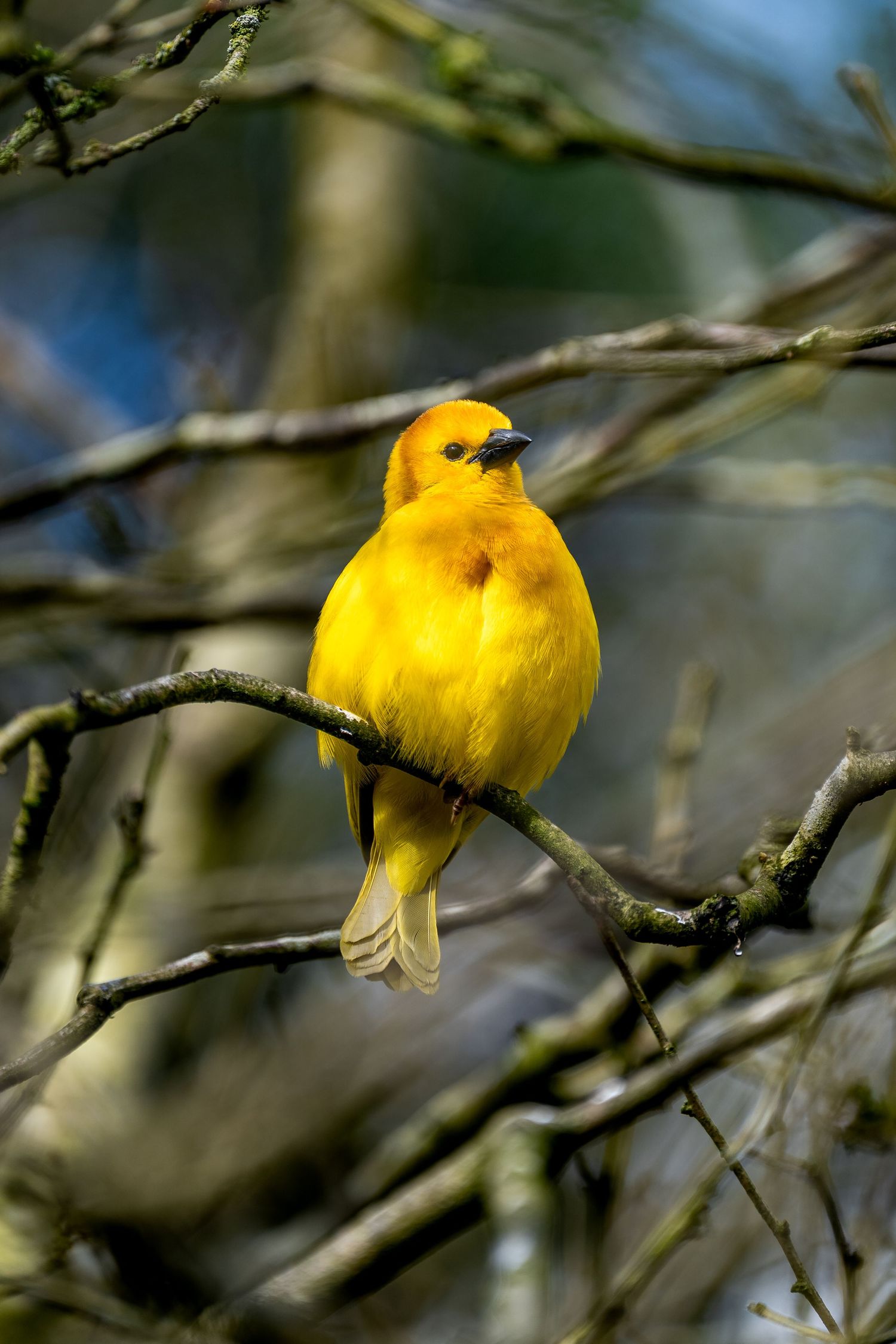Vibrant yellow bird with orange-brown head perched on a bare tree branch in soft natural light.