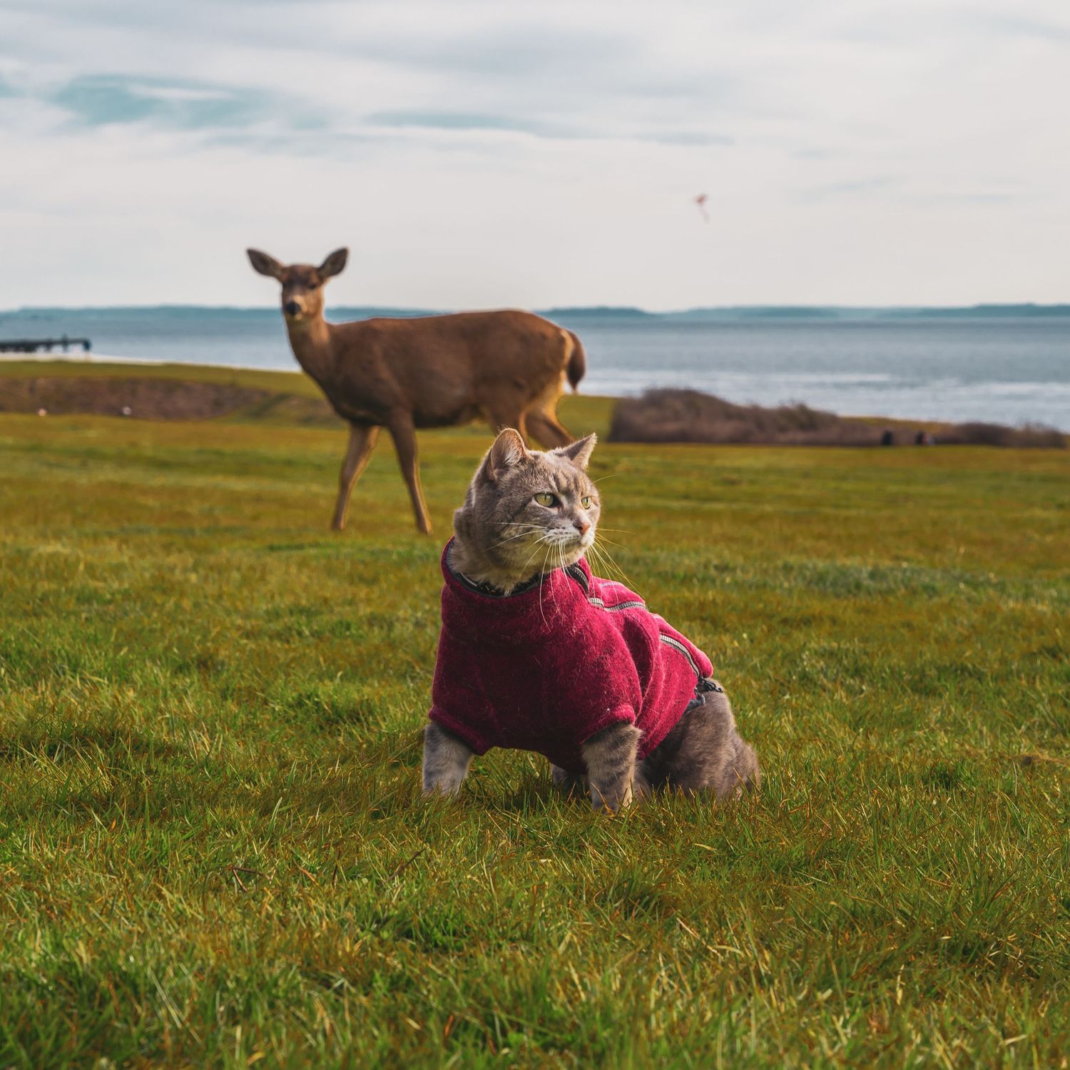 A cat wearing a red jacket sits on grass while a deer grazes near the ocean shore.