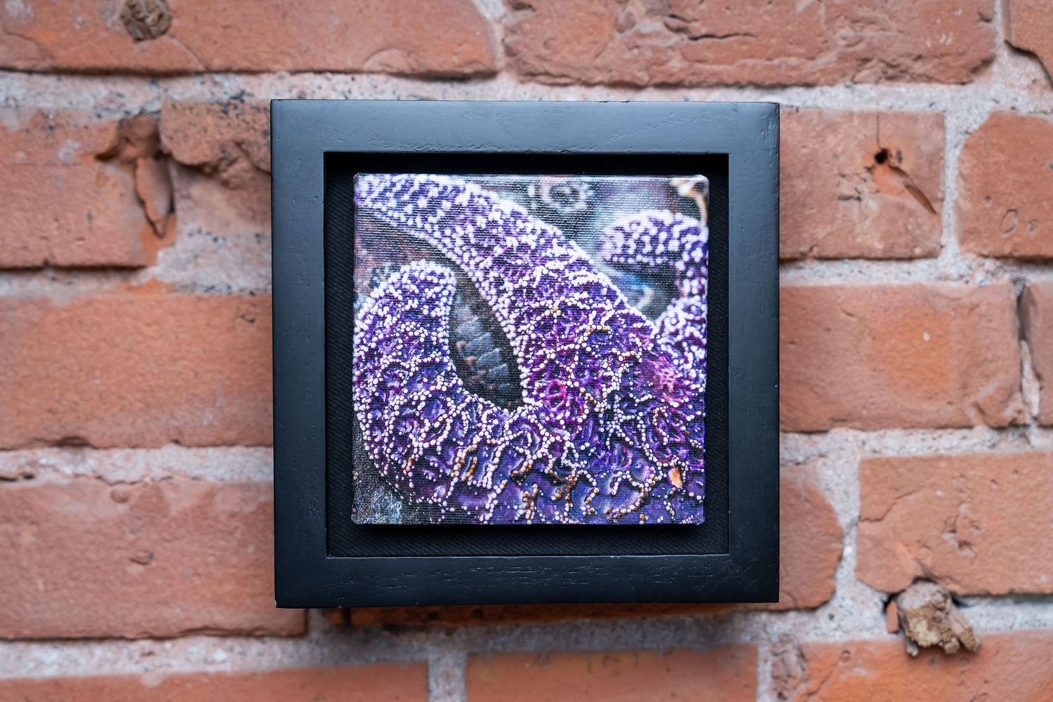 Framed purple and blue coral macro photography print displayed on a rustic red brick wall.