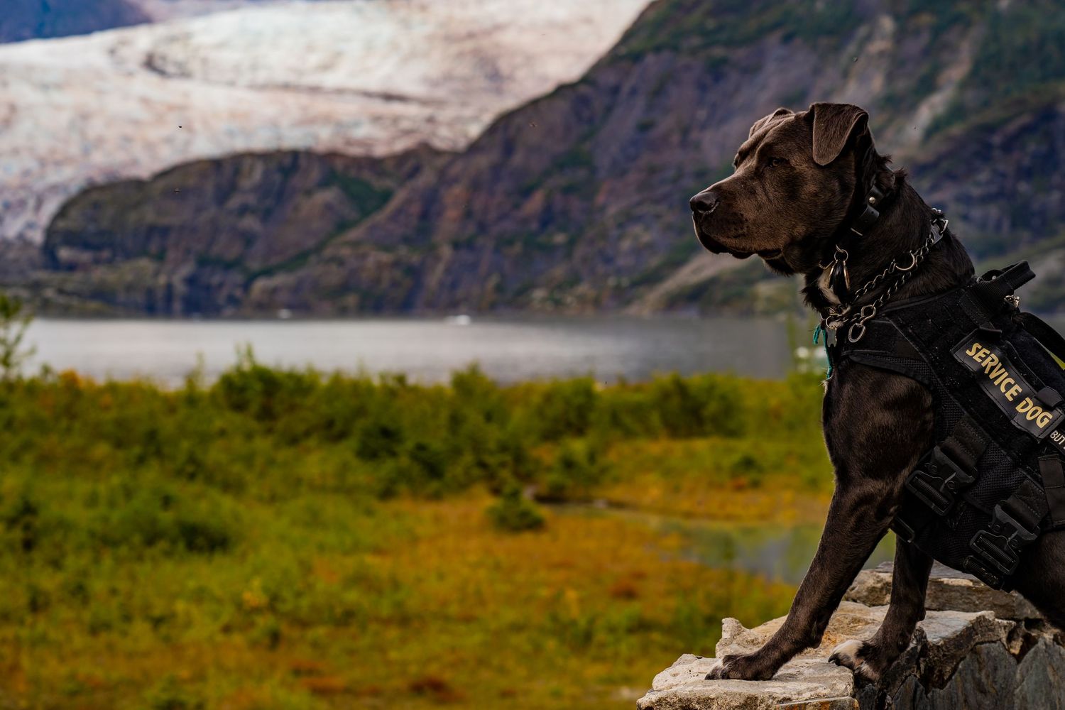 Dark Labrador service dog wearing a yellow vest sits on a rock overlooking a glacier and mountain landscape.