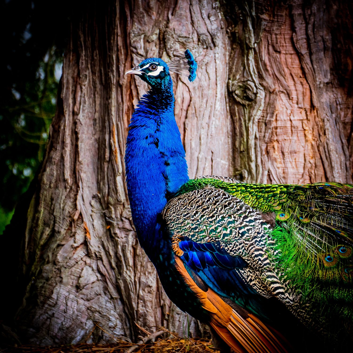 Vibrant blue and green peacock standing beside a large tree trunk displaying its colorful plumage.