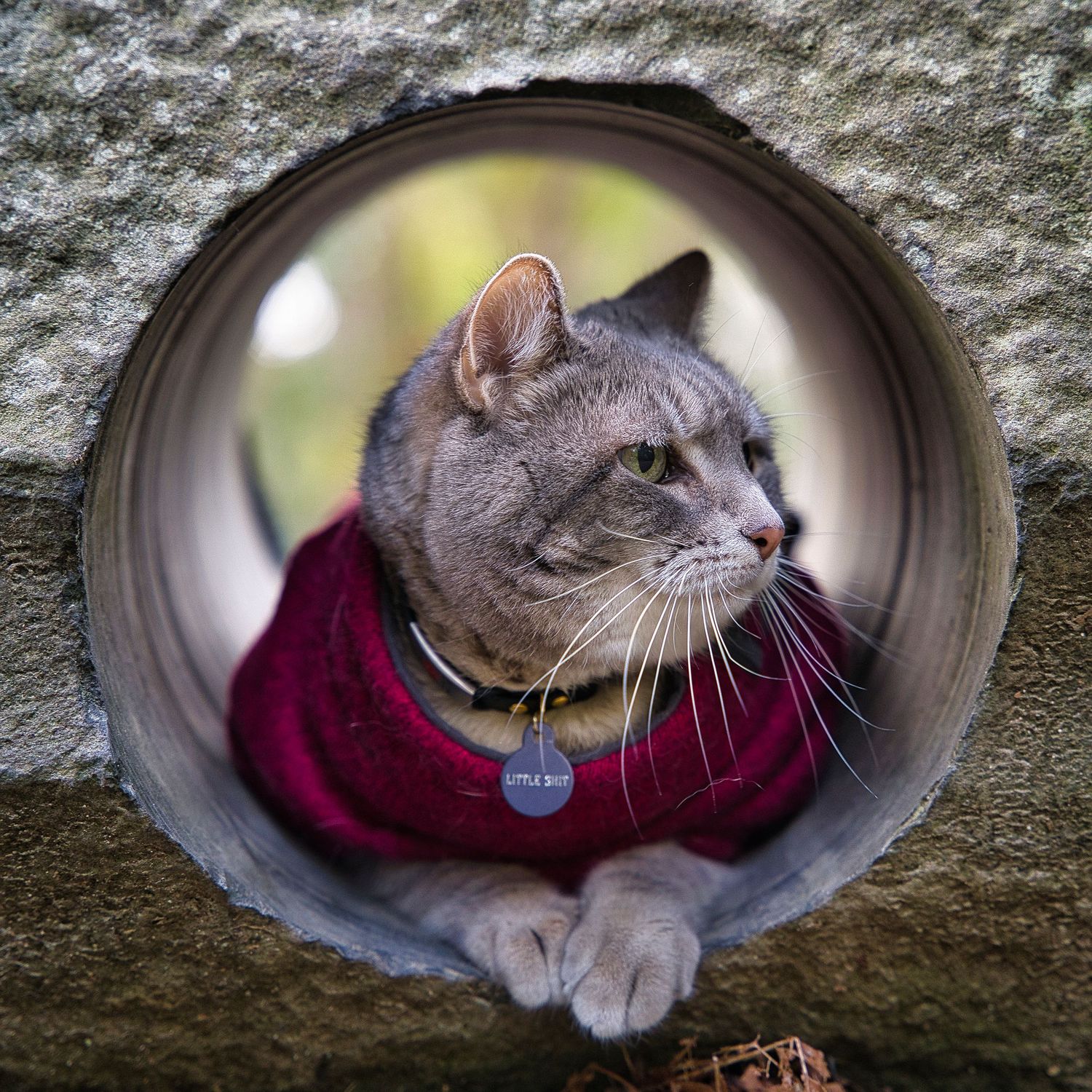 Tabby cat wearing a red sweater peers through a circular stone wall opening with a name tag collar.