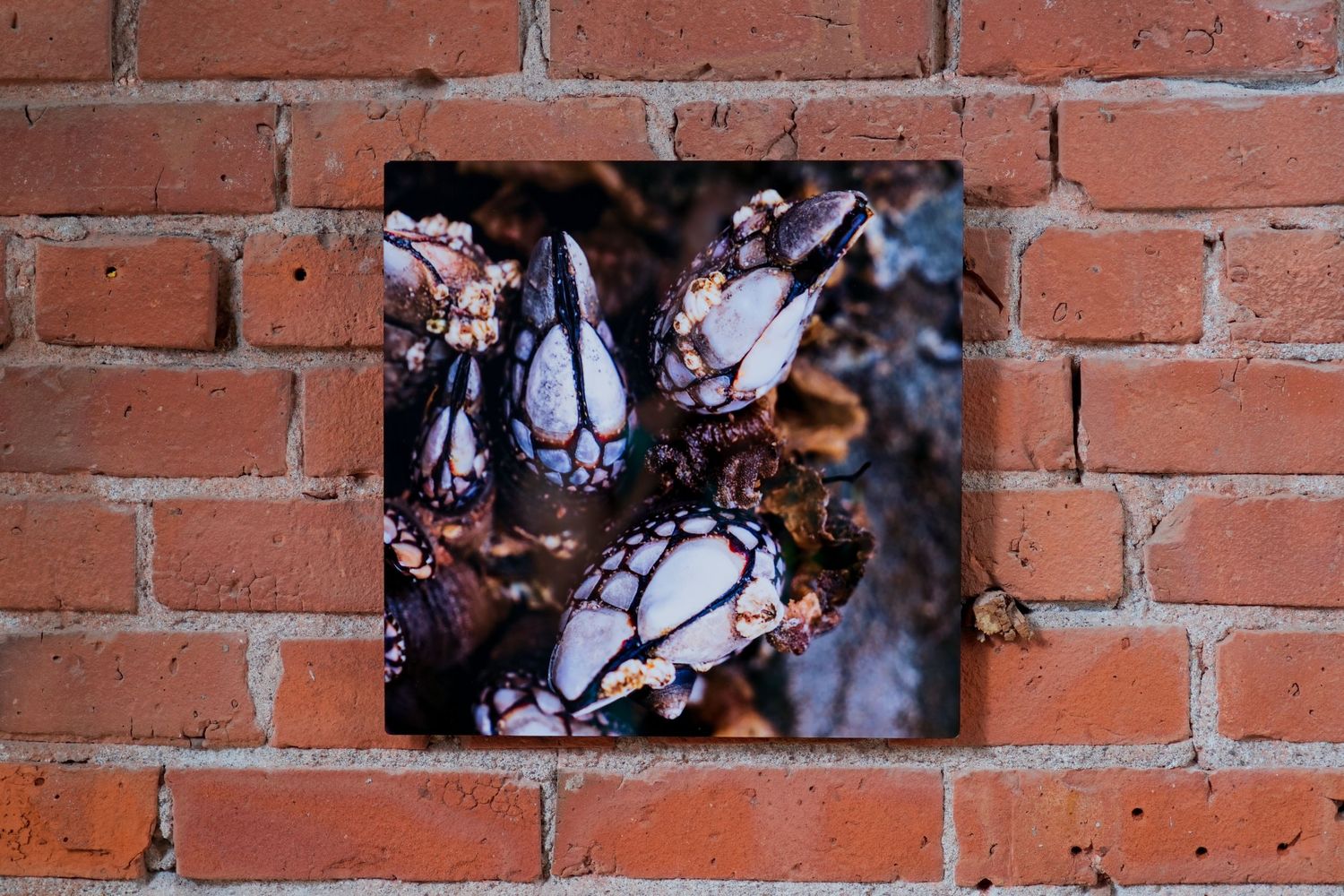 Close-up photo of goose barnacles clustered together, displayed as wall art on a rustic red brick wall.