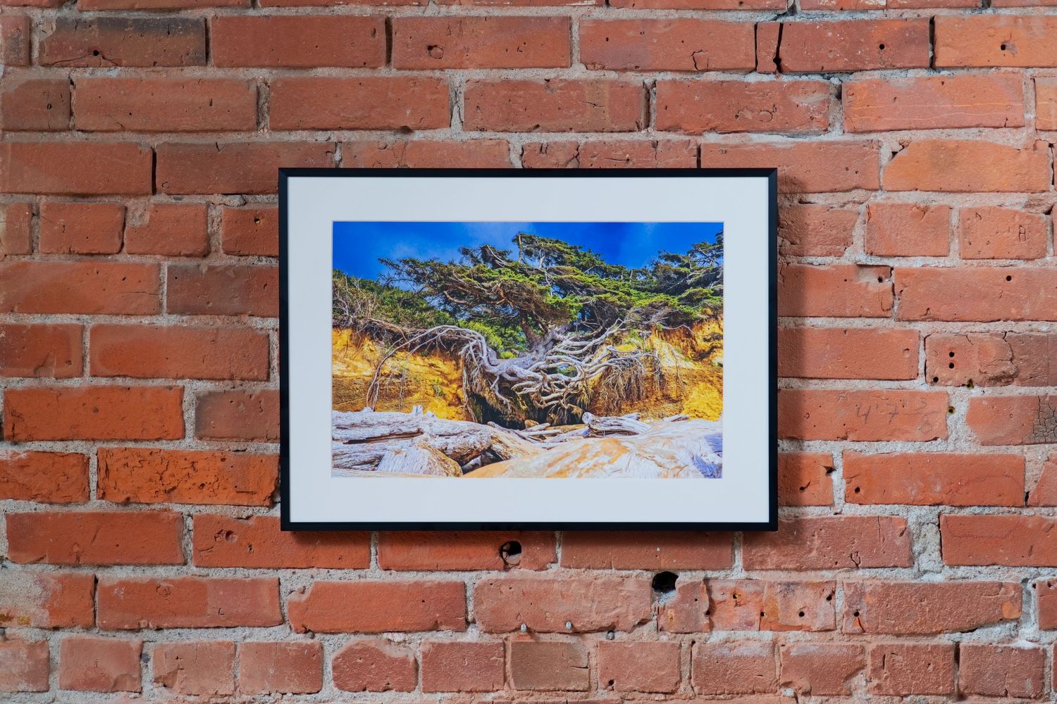 Framed photo of a gnarled cypress tree on rocky terrain under blue sky, displayed on a rustic red brick wall.