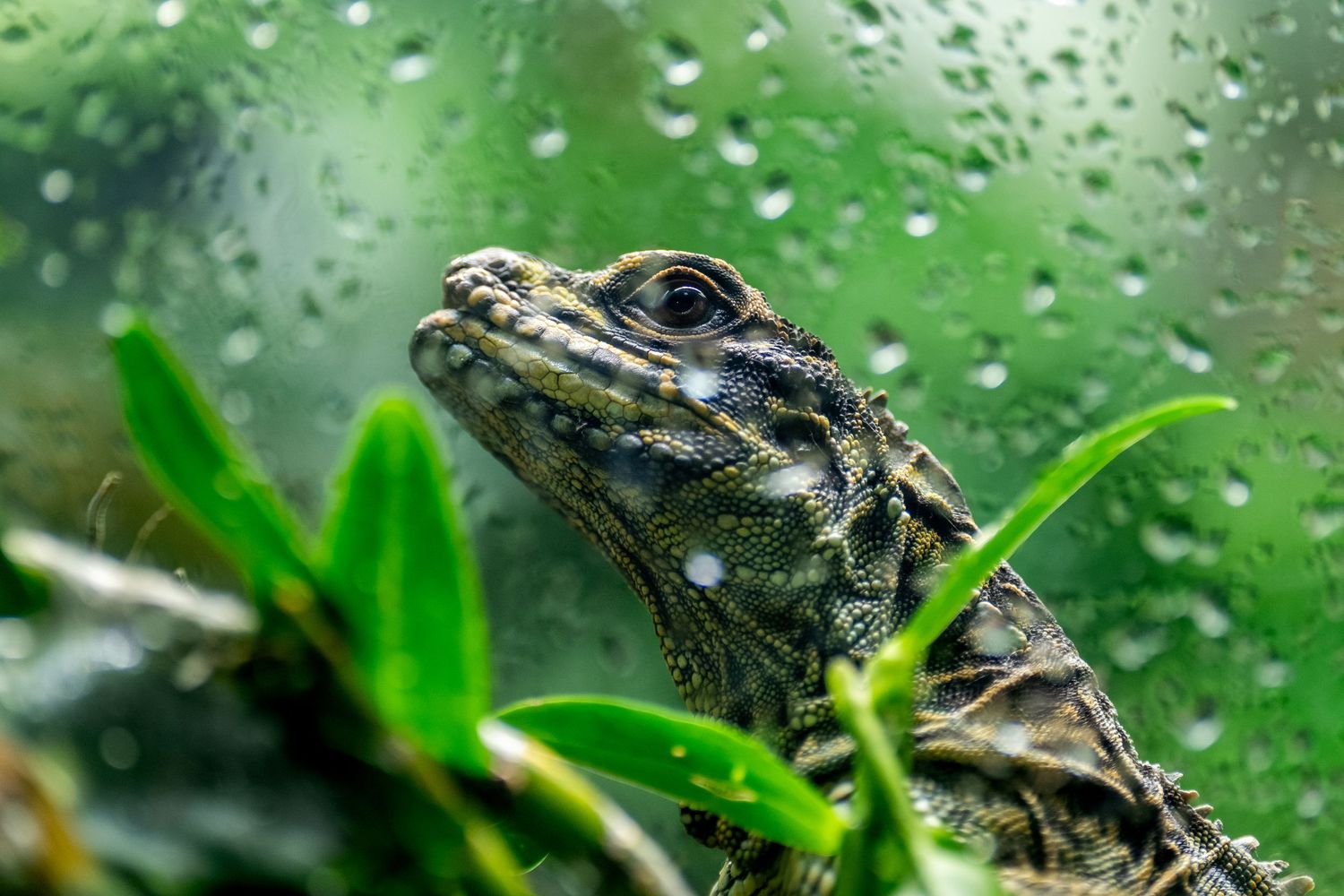 Close-up of a lizard peering through a rain-covered glass window surrounded by lush green foliage.