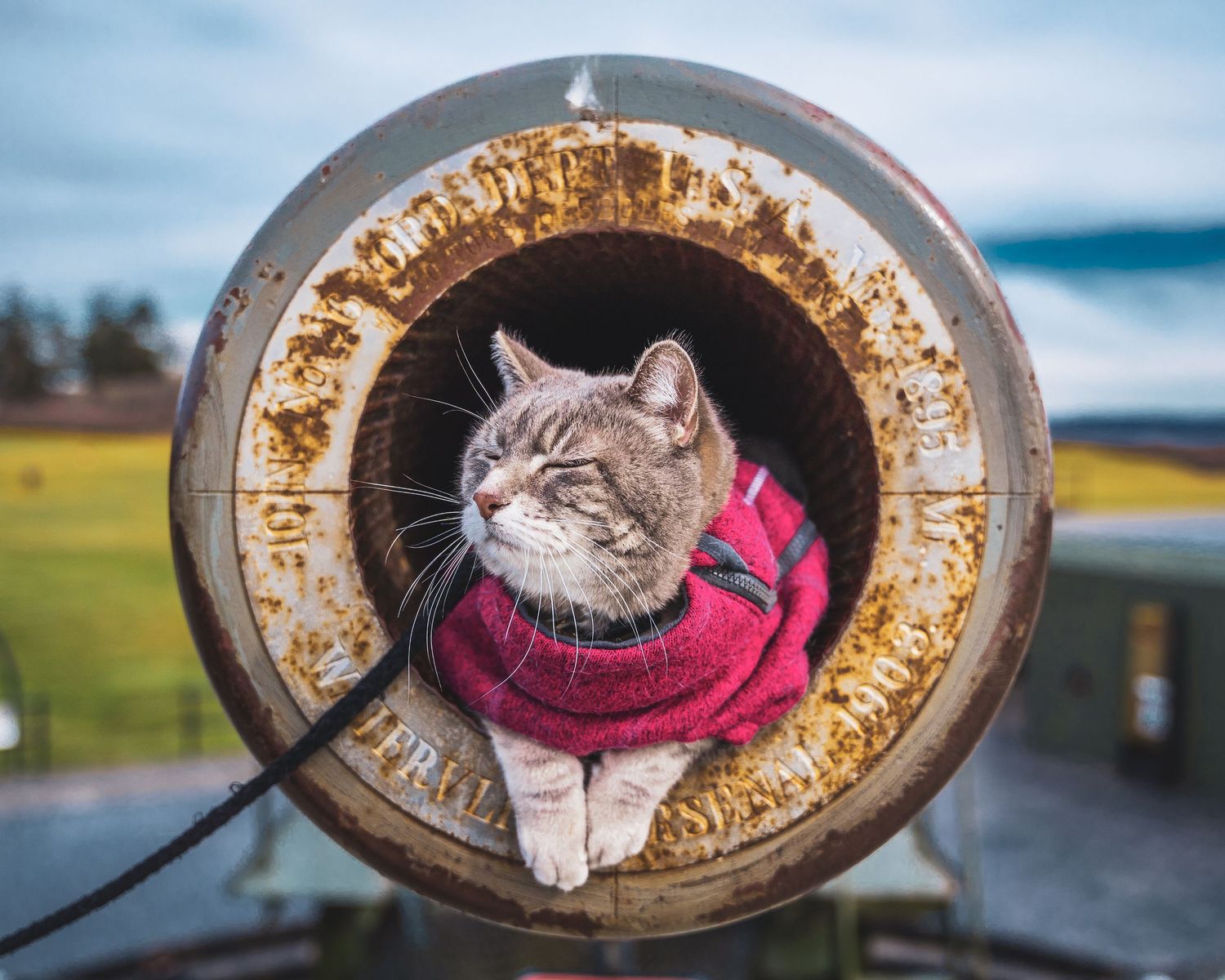 A tabby cat wearing a red sweater sits inside a rusty metal cannon barrel outdoors.