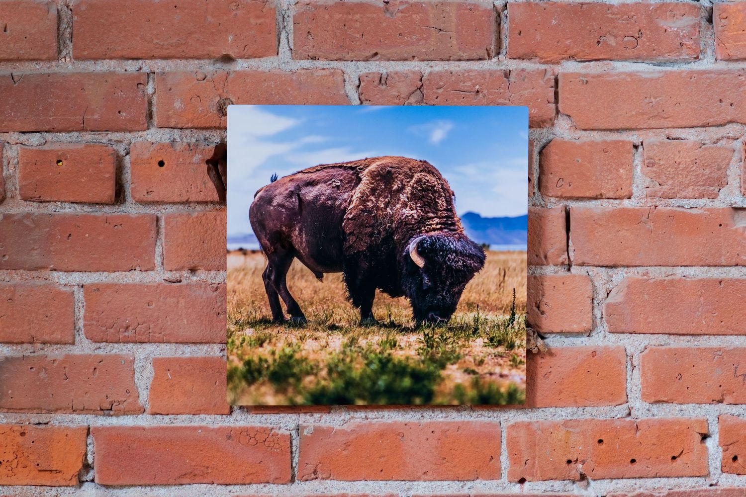 A bison grazes on a grassy plain in a framed photo print displayed on a rustic red brick wall.