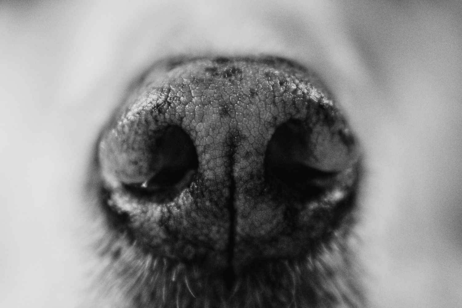 Extreme close-up black and white photo of a dog nose with visible texture and nostrils.