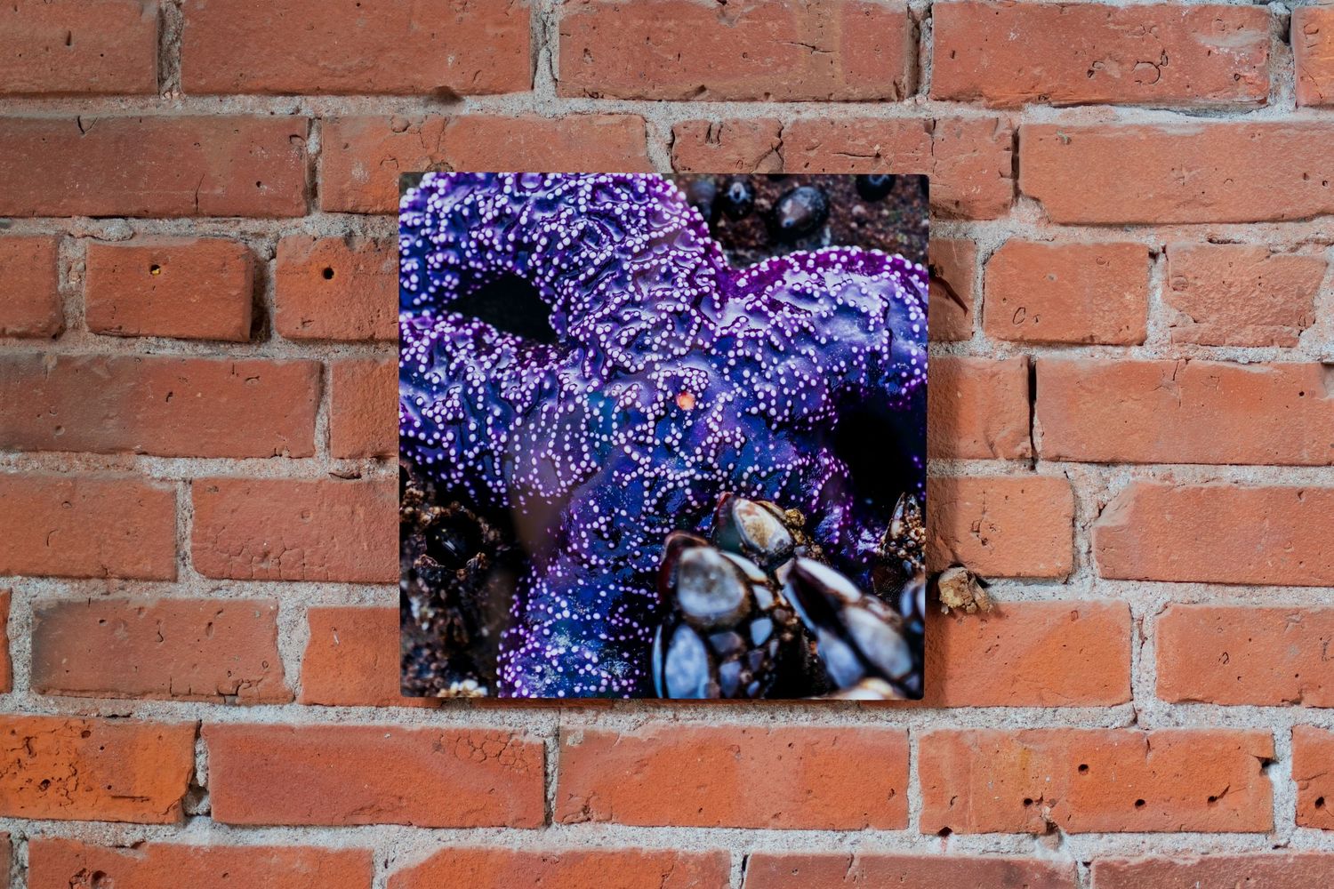 Purple and blue sea anemone photo print displayed on a rustic red brick wall.