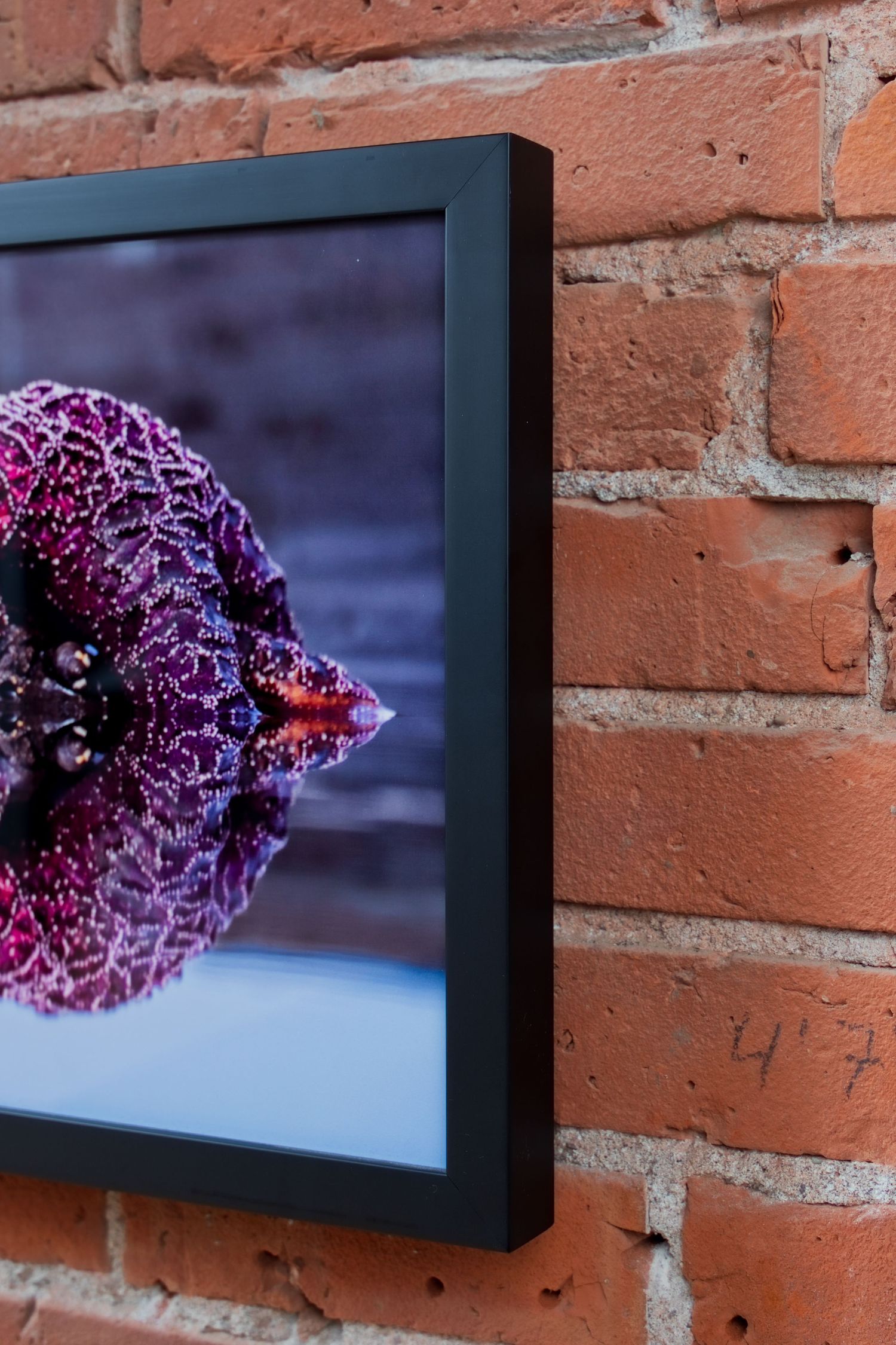 Framed photo of a vibrant purple coral on blue background, displayed on a rustic red brick wall.