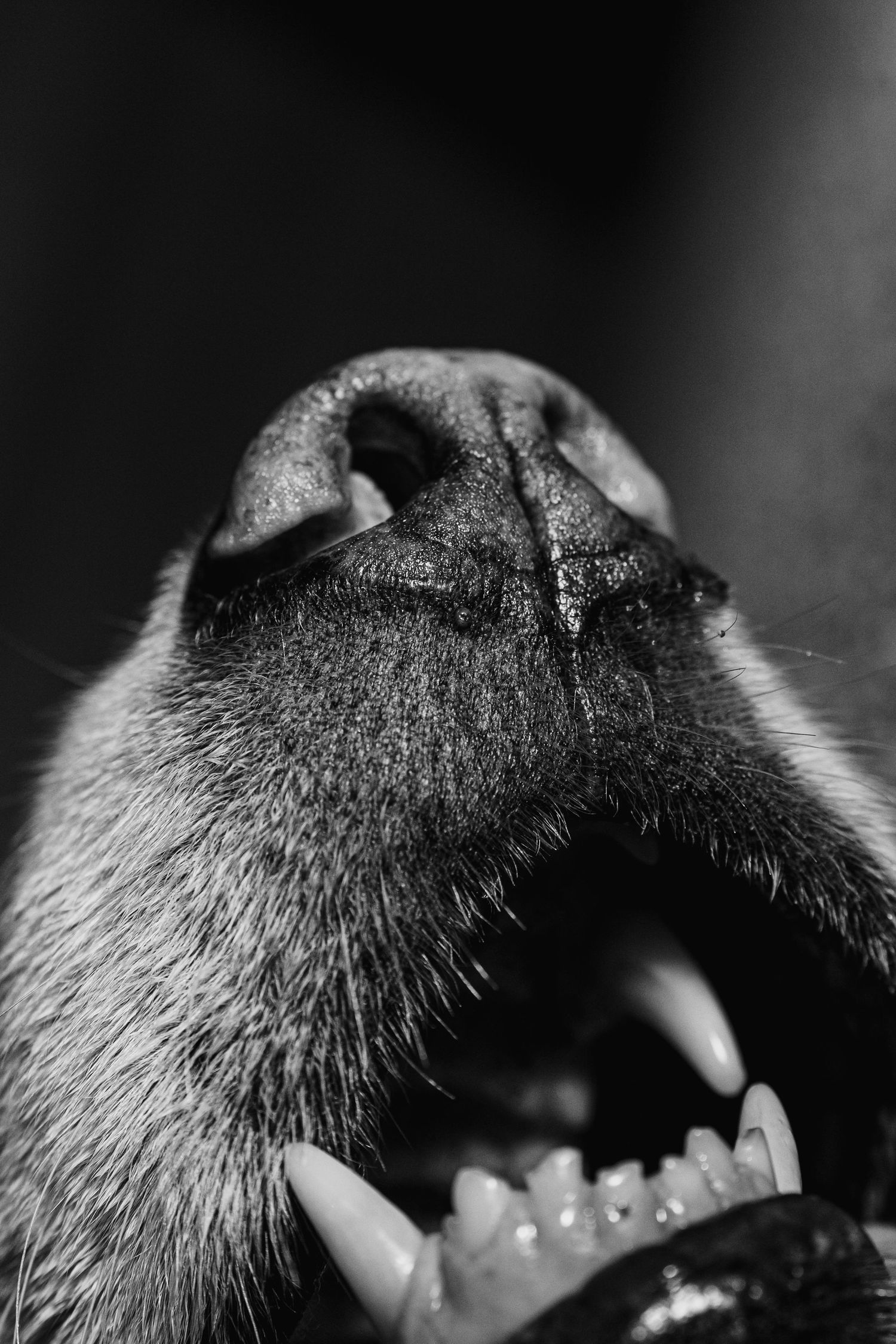Extreme black and white close-up macro shot of a dog nose and open mouth showing teeth.