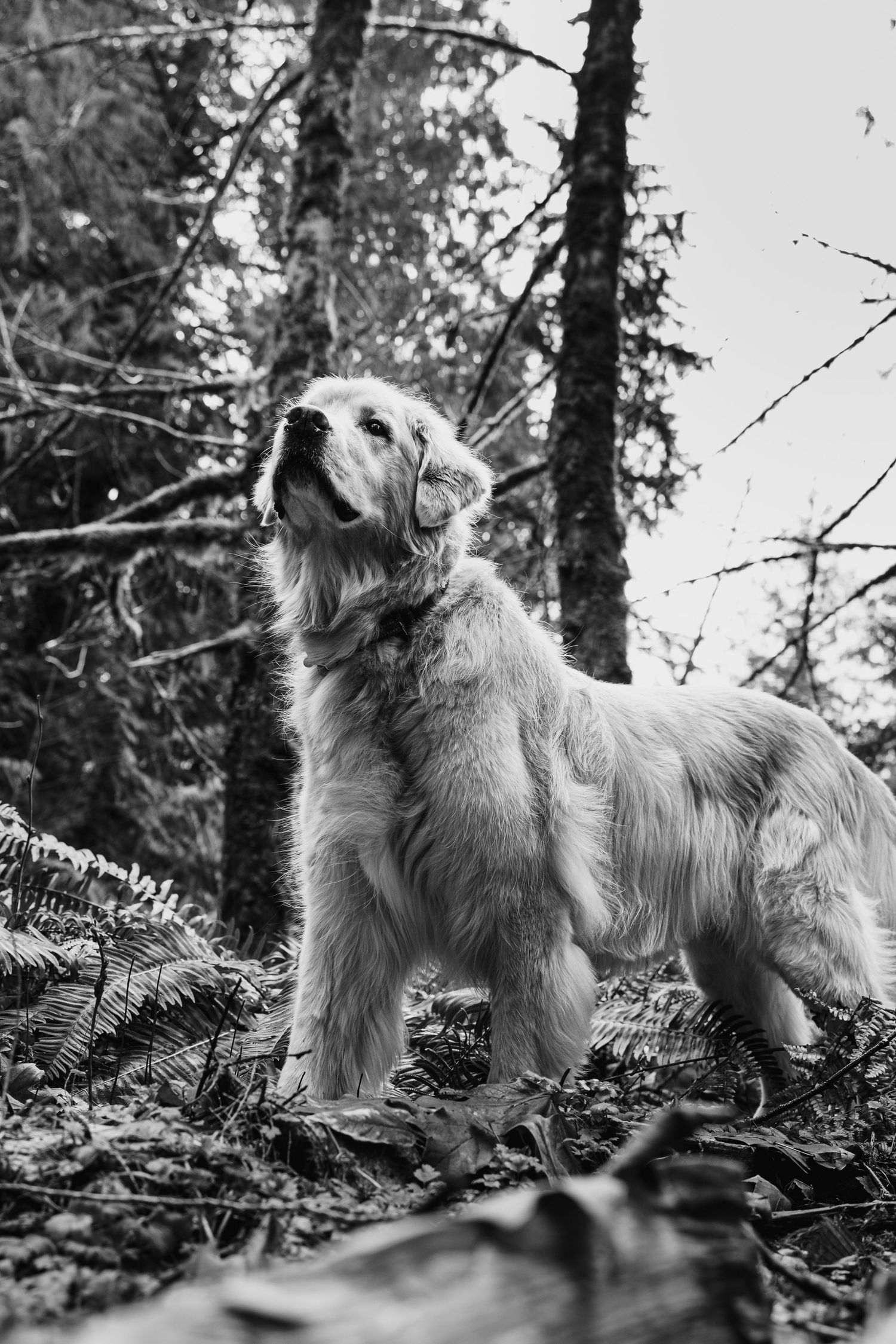 Black and white portrait of a golden retriever standing in a forest among ferns and trees.
