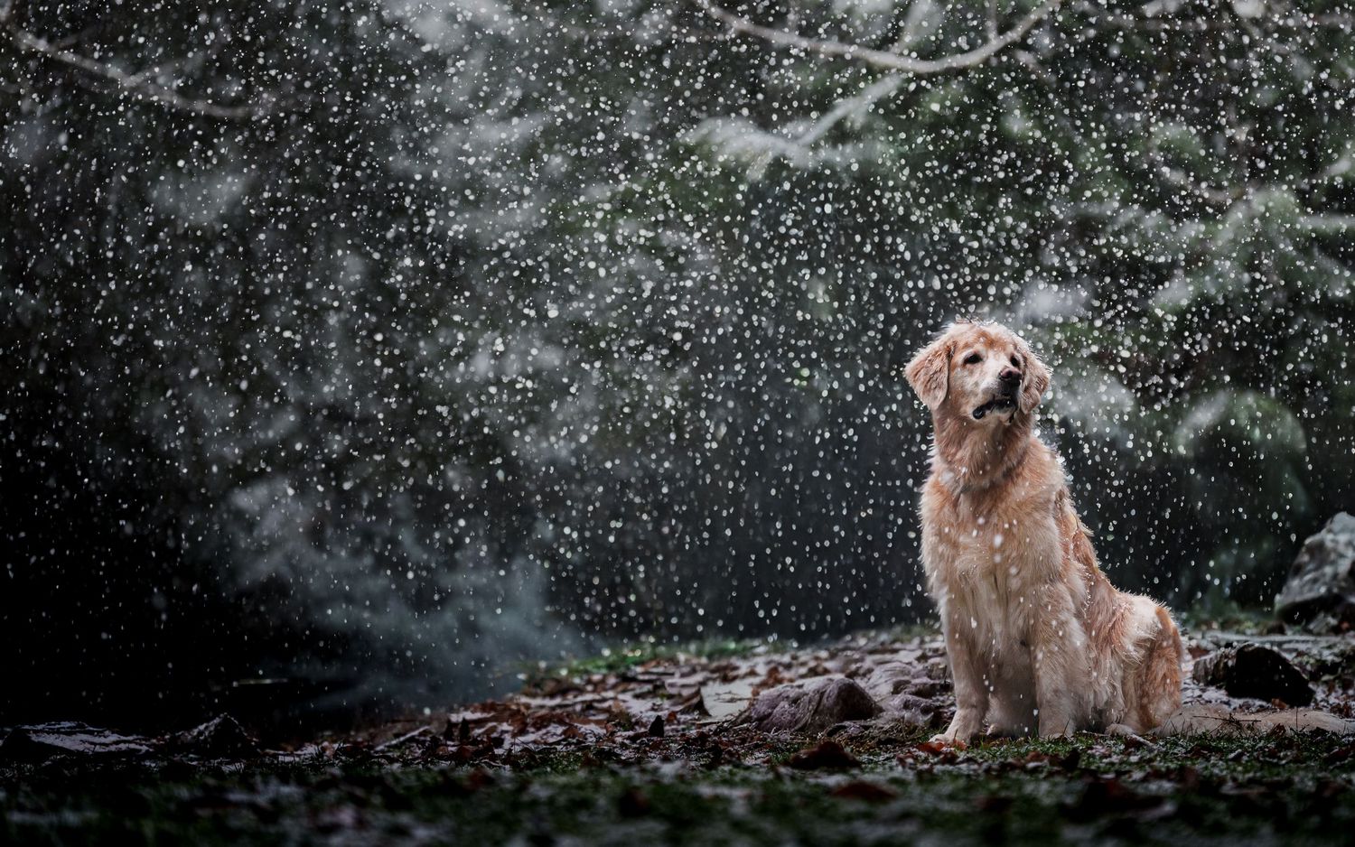 A golden retriever sits peacefully outdoors in falling snow, surrounded by evergreen trees in a serene winter forest scene.