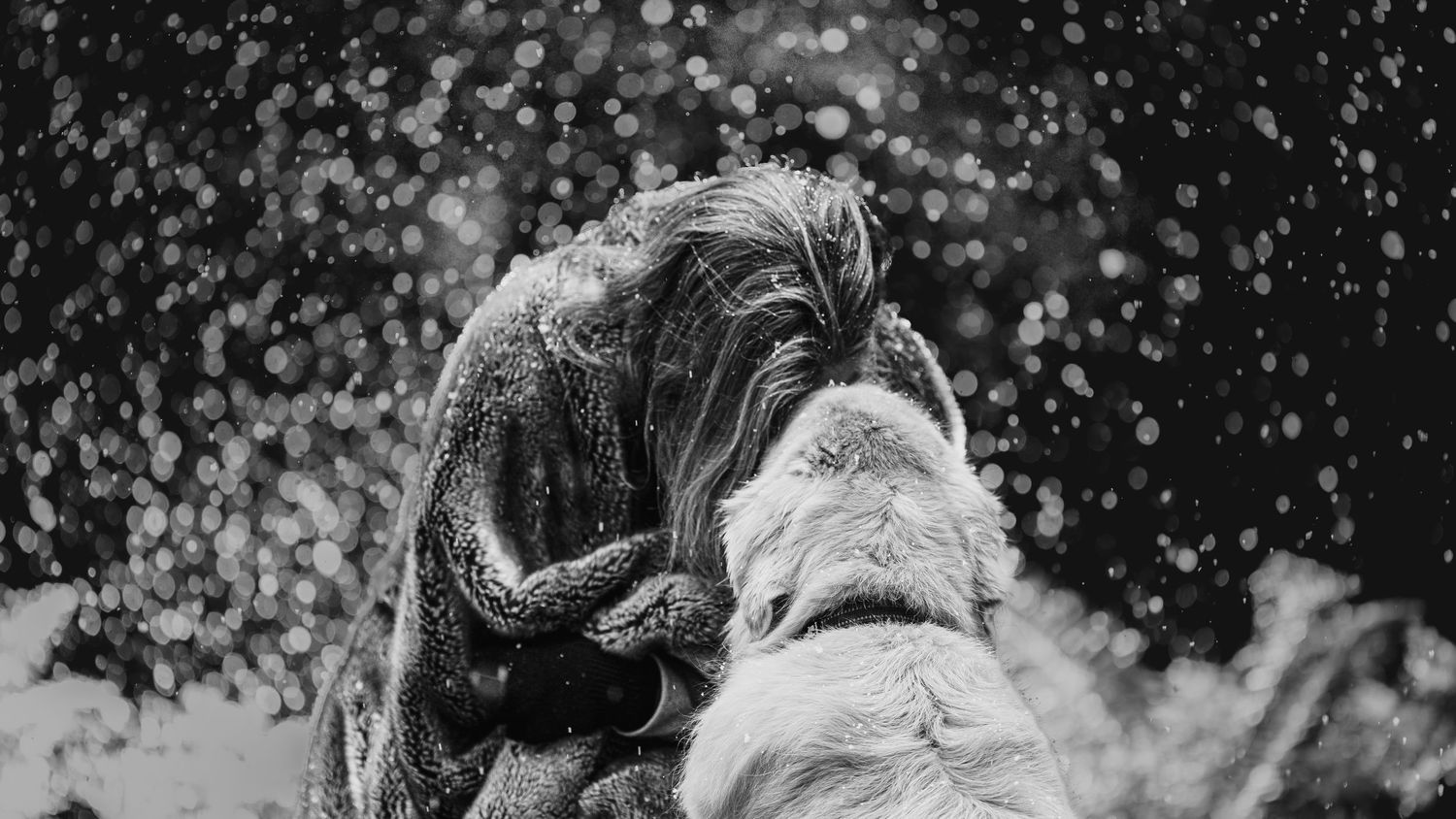 Two wet dogs shaking off water in a black and white photo with bokeh water droplets in the background.