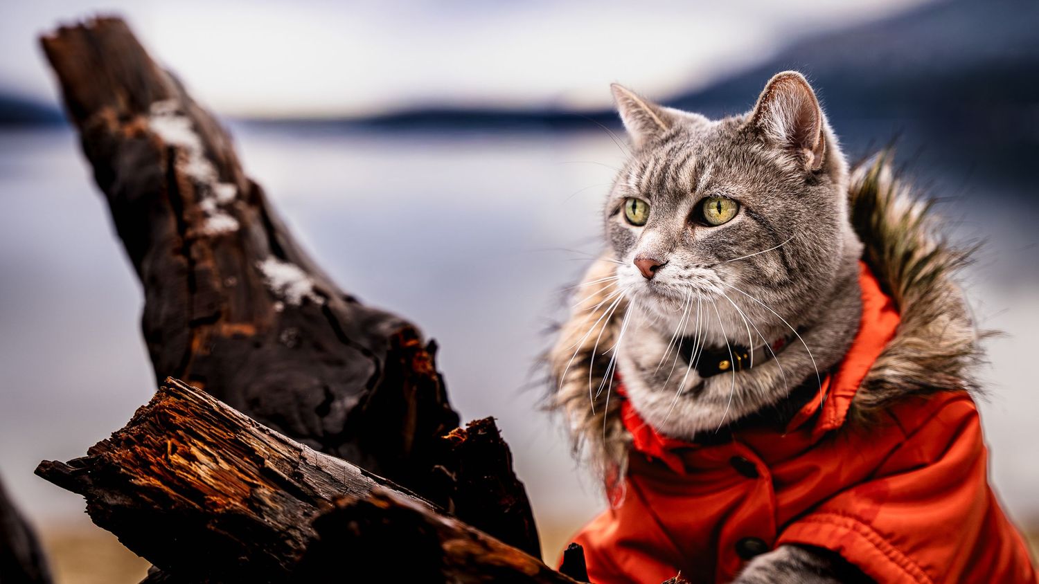 A gray tabby cat wearing a red hooded jacket poses regally on driftwood with a scenic mountain lake backdrop.