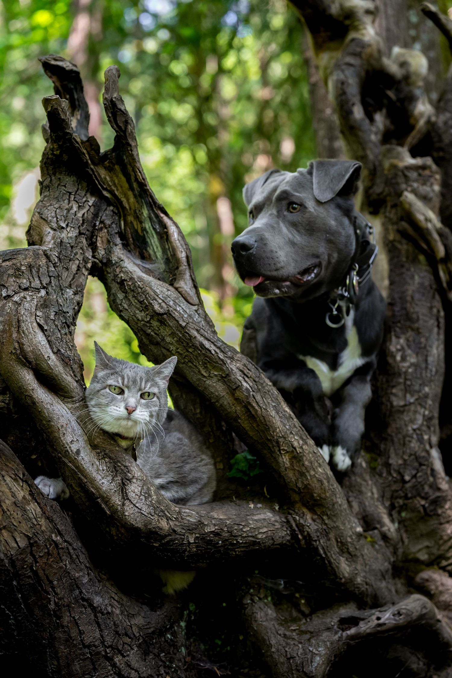 A gray tabby cat and black Pit Bull dog rest together among twisted tree roots in a lush green forest.
