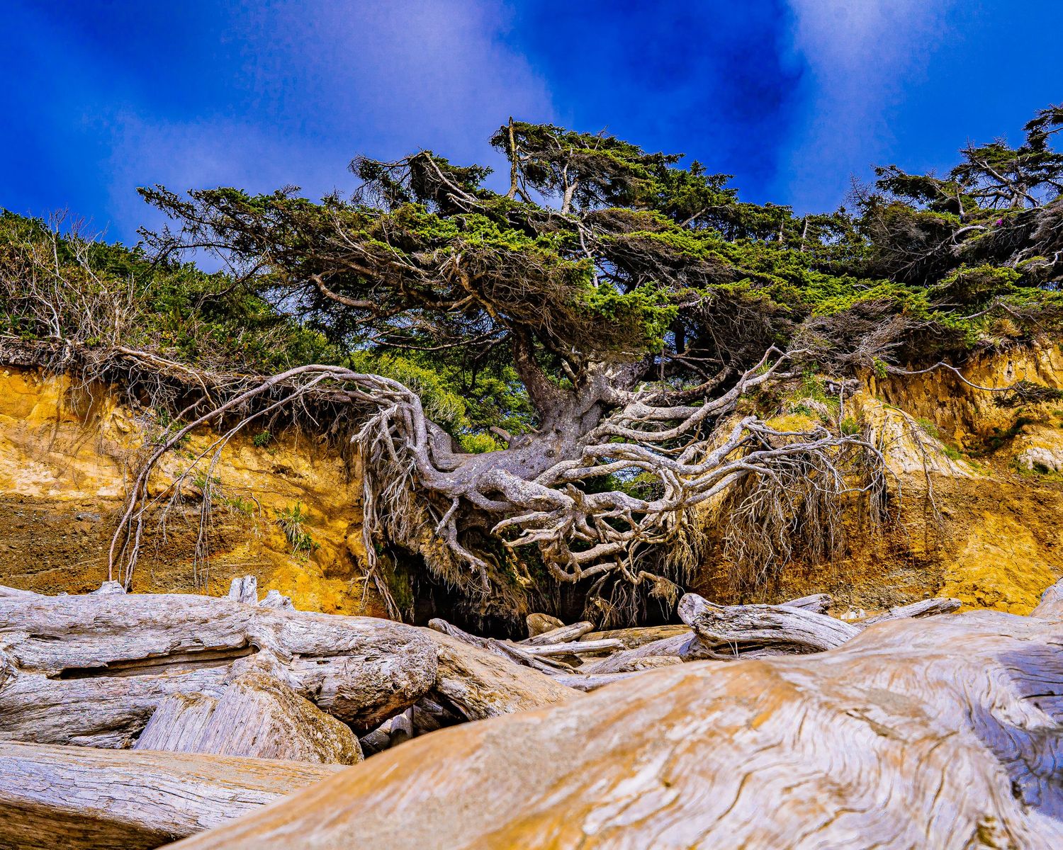 Gnarled tree roots exposed on a sandy cliff with driftwood below under a vivid blue sky.