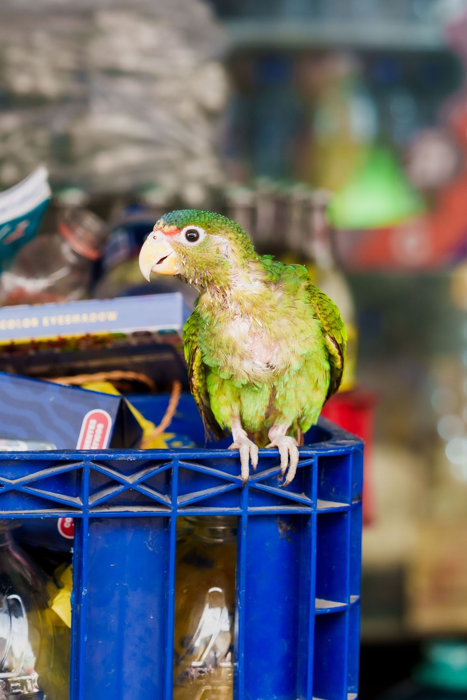 Young green parrot with orange beak perched on edge of a blue plastic crate in a market setting.