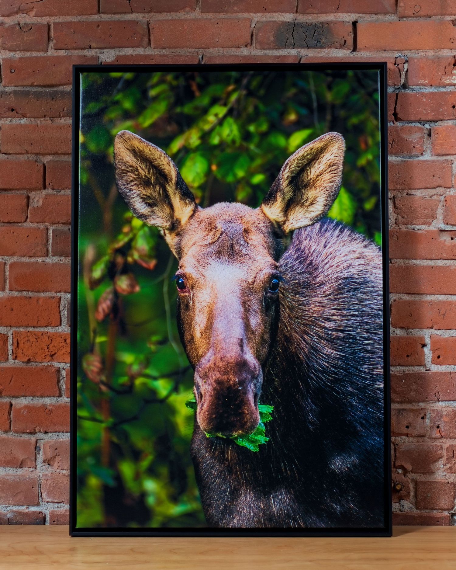 A framed photo of a young moose eating green leaves, displayed against a rustic red brick wall.
