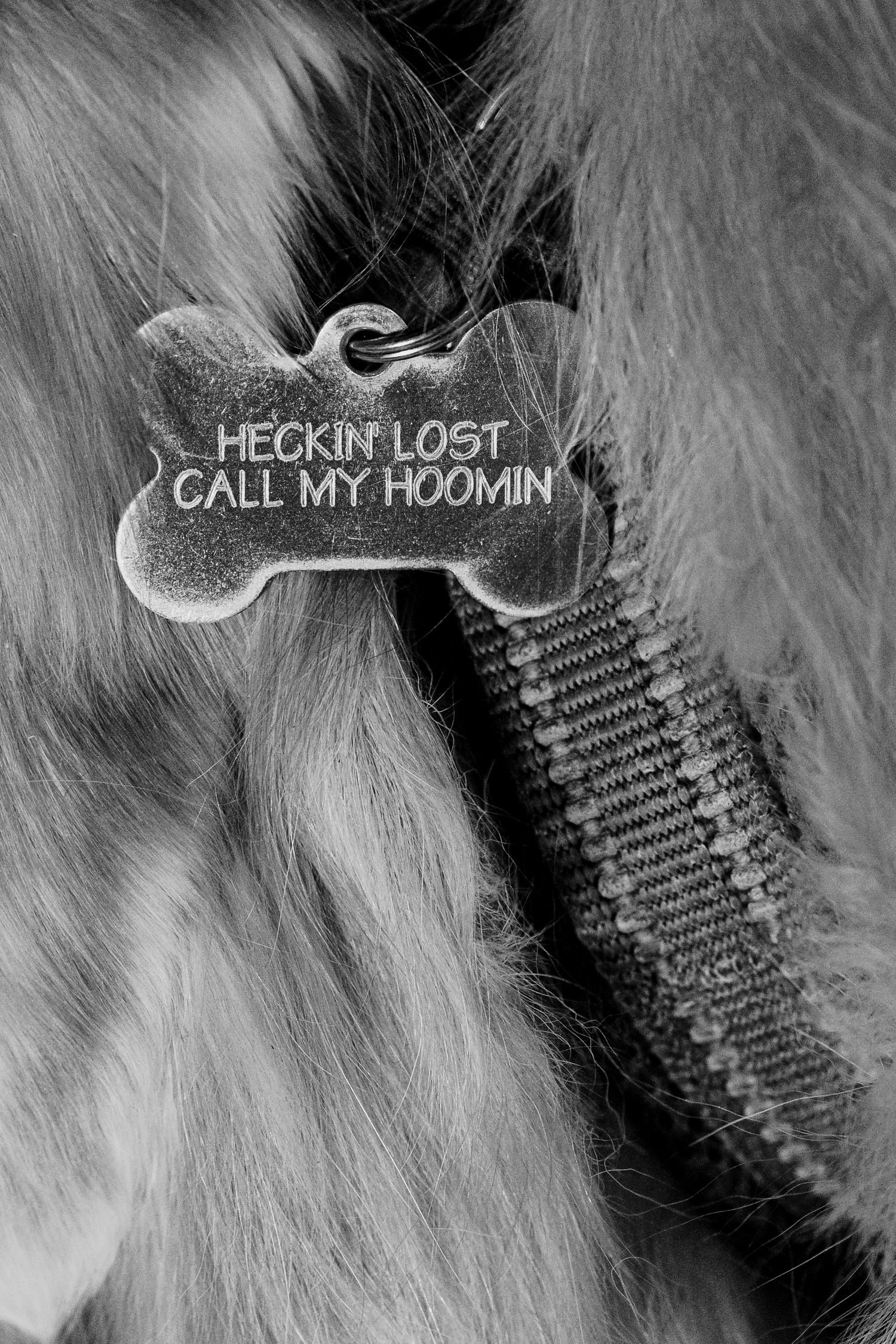 Black and white close-up of a dog tag engraved with Heckin Lost Call My Hoomin on a collar.
