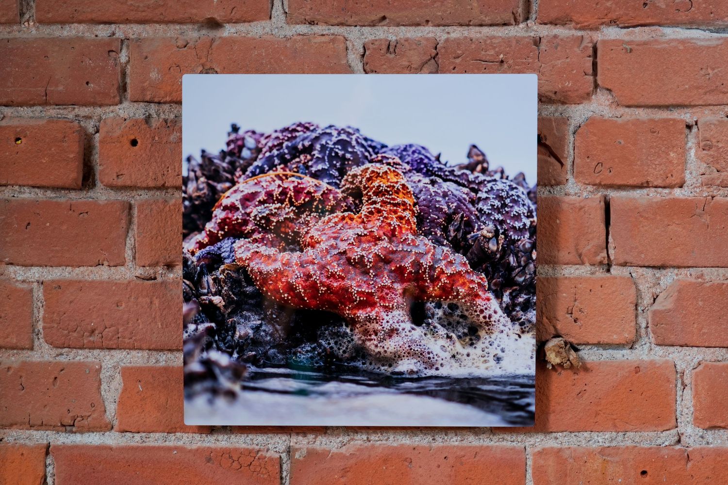 A vibrant photo print of colorful coral reef mounted on a rustic red brick wall.