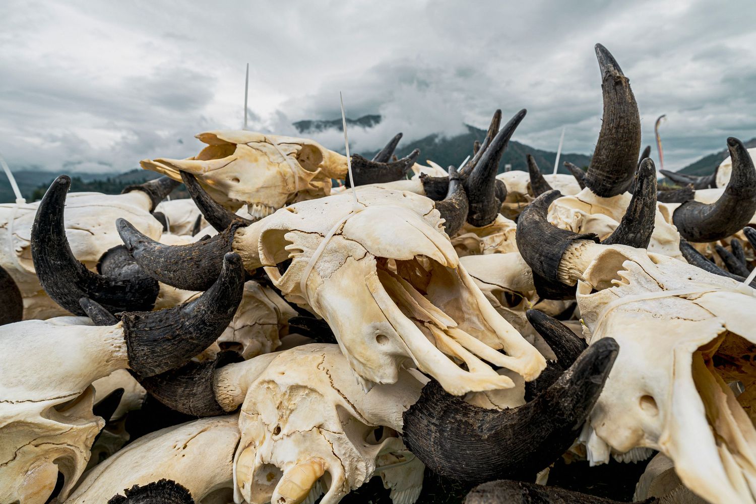 Pile of animal skulls with curved black horns stacked outdoors under cloudy mountain skies. national parks & travel, Eighth Square studio