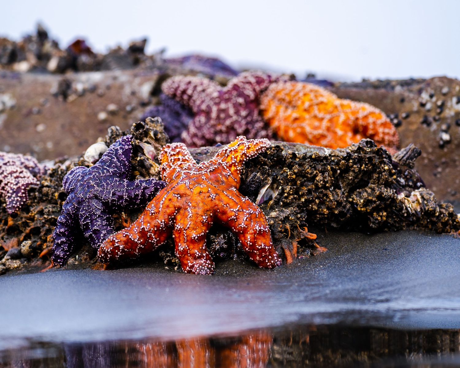 Colorful orange and purple sea stars clustered on a rocky tidal pool surface near the ocean shore.