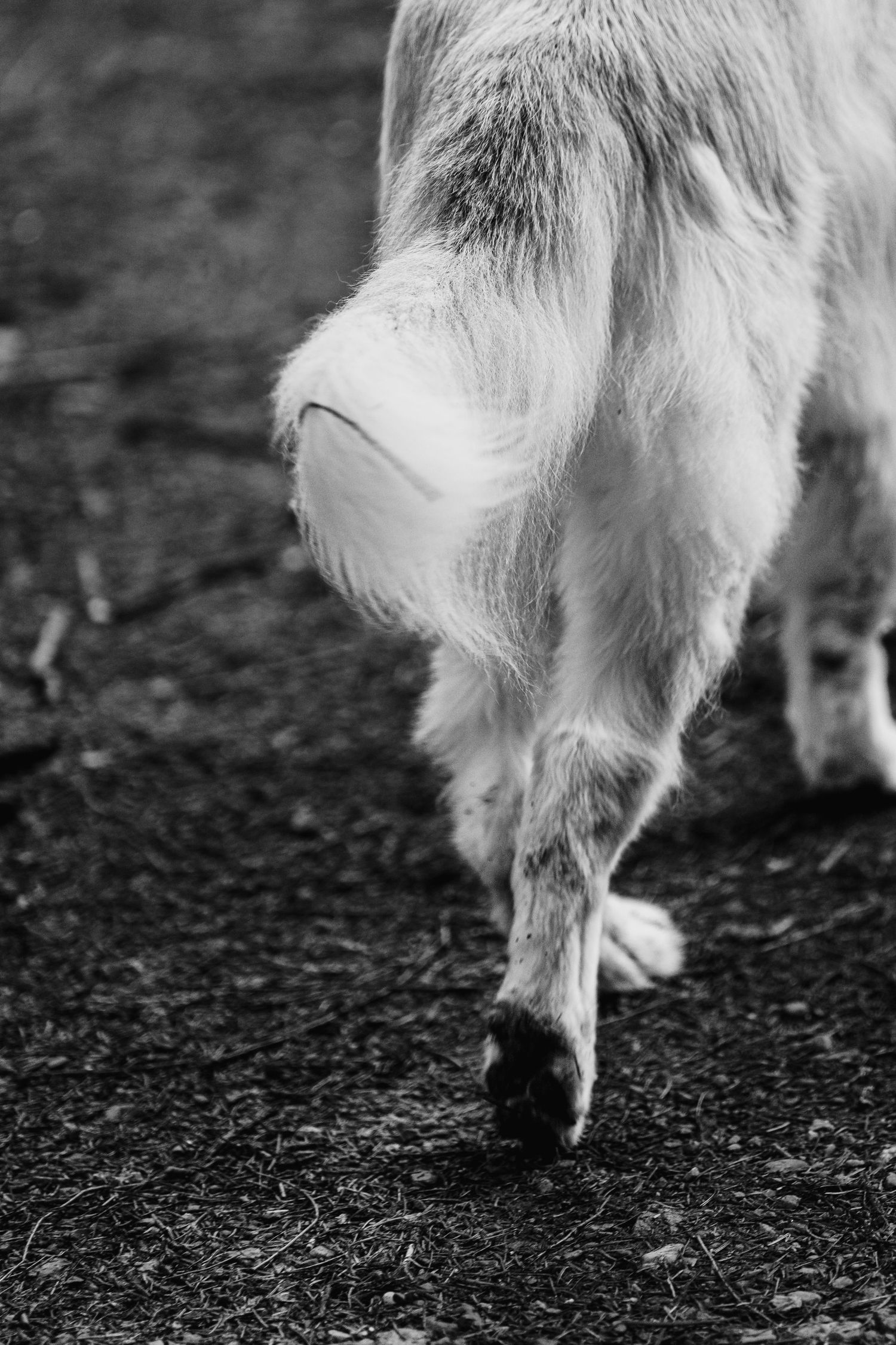 Black and white photo of the hindquarters and back legs of a golden retriever dog outdoors.