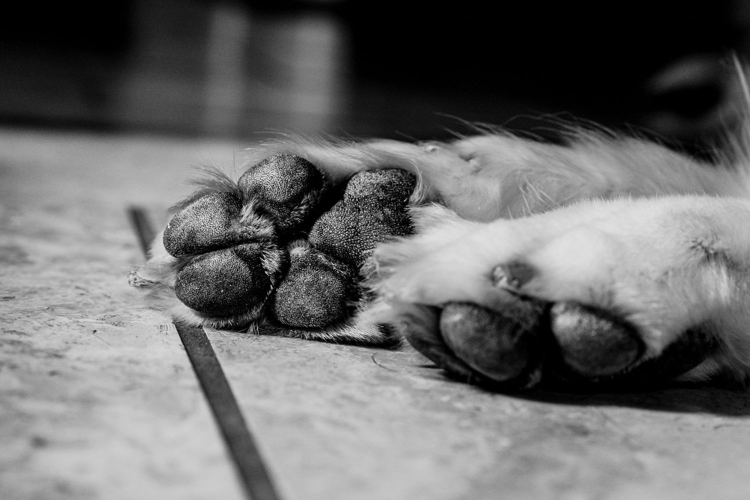Black and white close-up photo of a dog paw resting on a wooden floor.