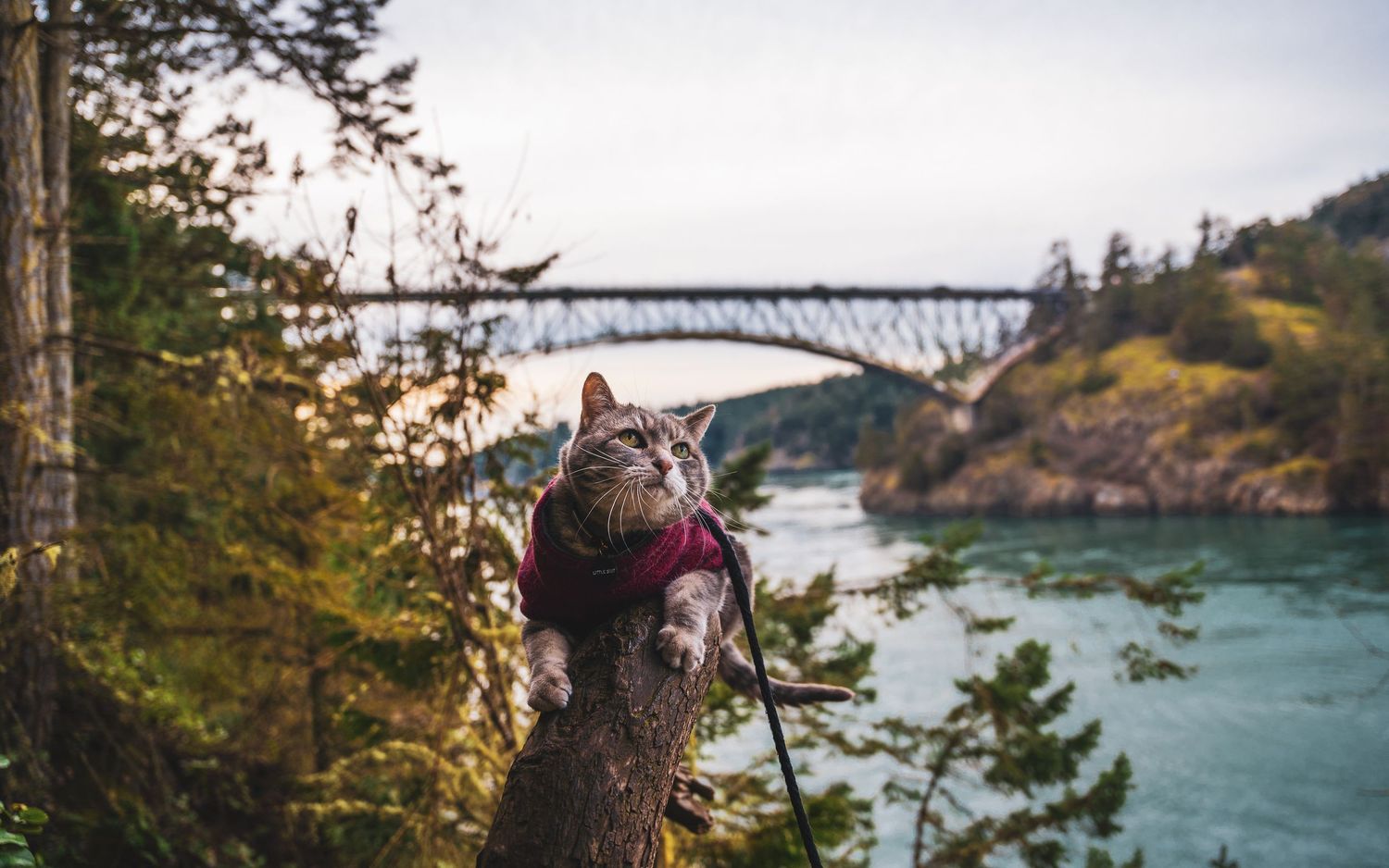 Adventure cat in red jacket perched on a log with a scenic bridge and river behind.