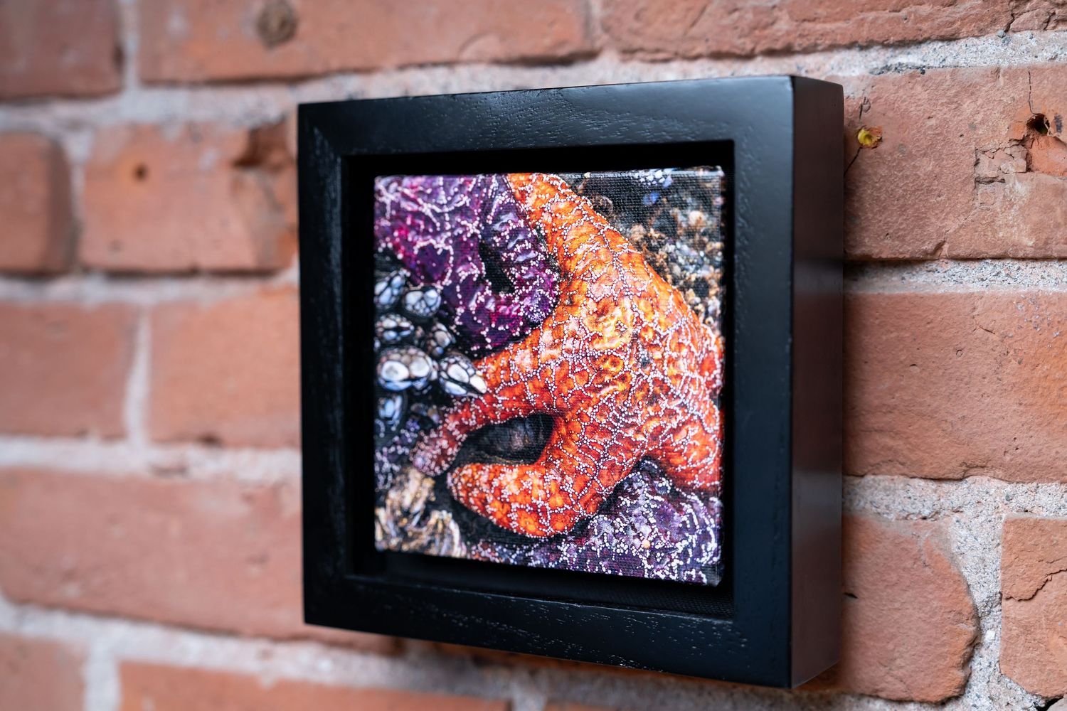 Framed photo of a vibrant orange starfish on purple sea anemones, displayed on a rustic red brick wall.