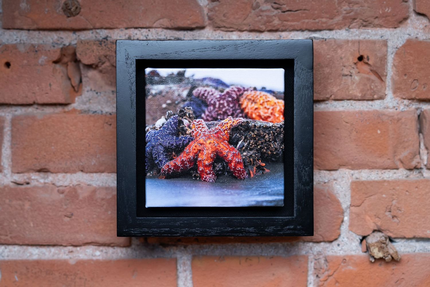Framed photo of a vibrant red starfish among purple sea urchins, displayed on a rustic red brick wall.