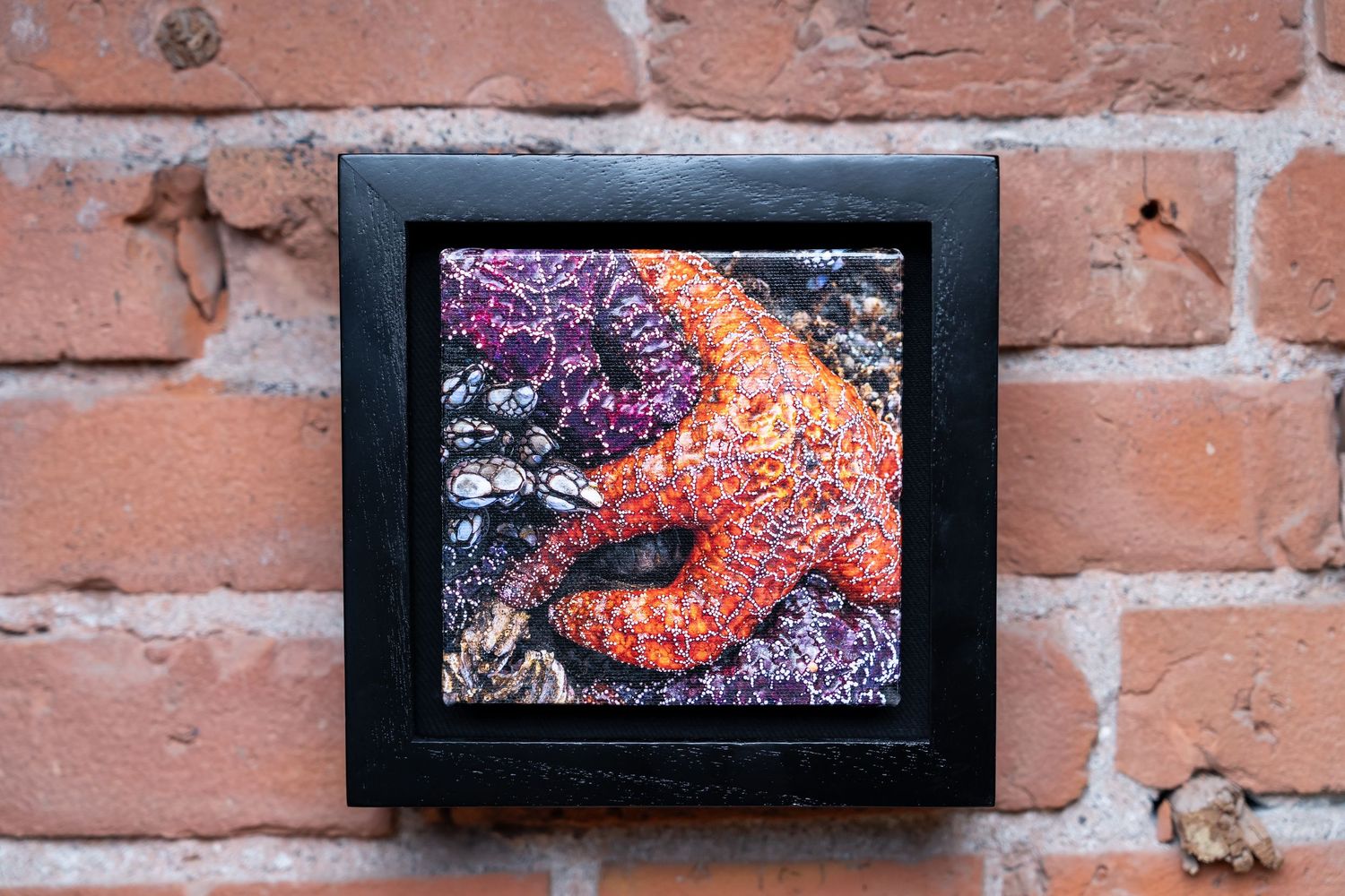 Framed photo of a vibrant orange starfish on purple sea anemones, displayed on a rustic red brick wall.