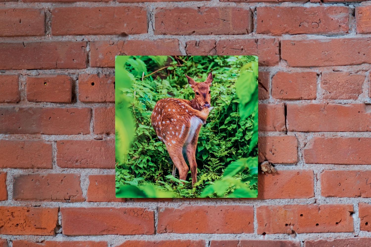 A vibrant photo canvas print of a spotted white-tailed fawn in lush green foliage, mounted on a rustic red brick wall.