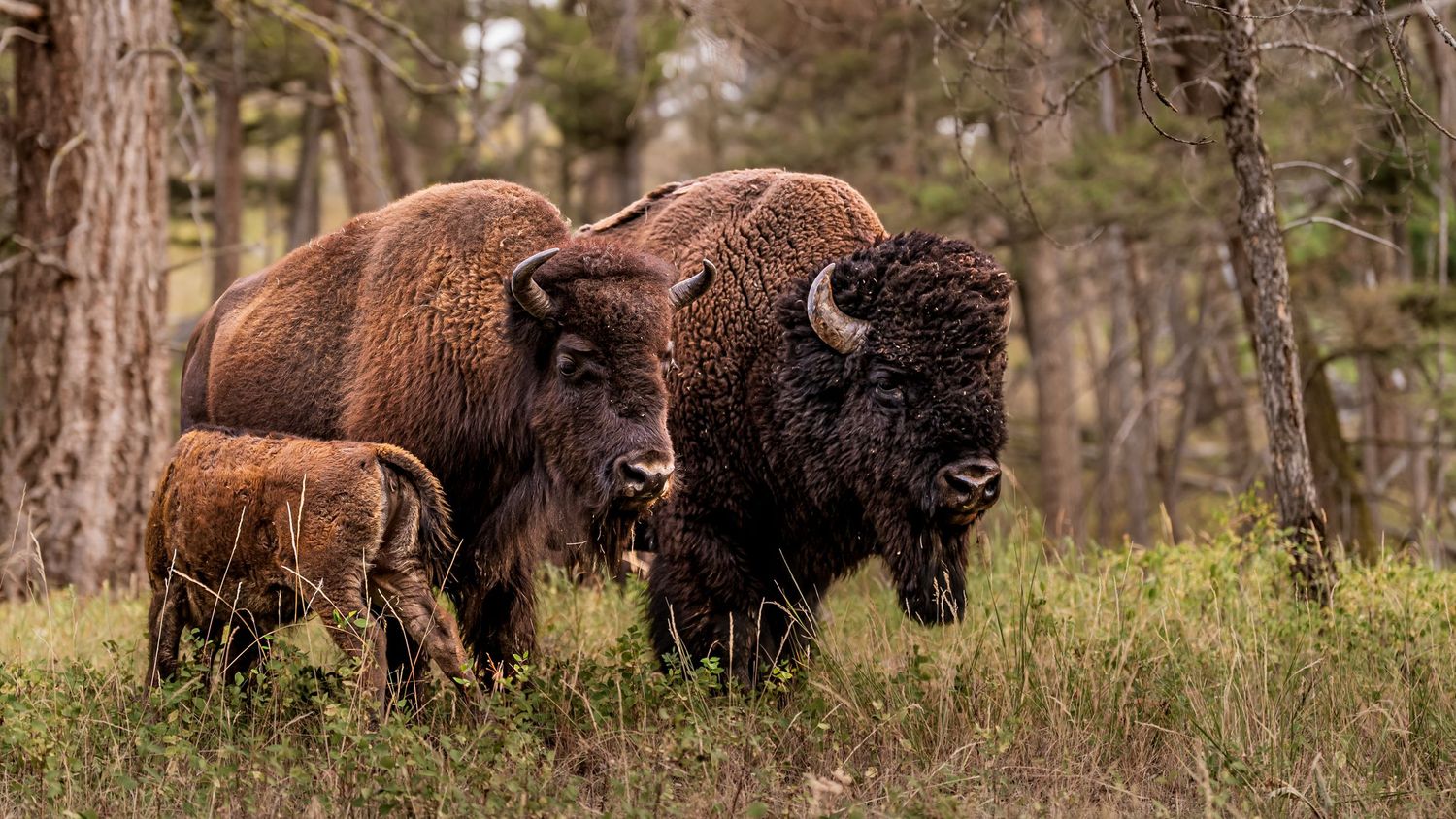 Two adult bison and a calf graze in a grassy woodland clearing surrounded by tall trees in the wild. Limited edition fine art photography —