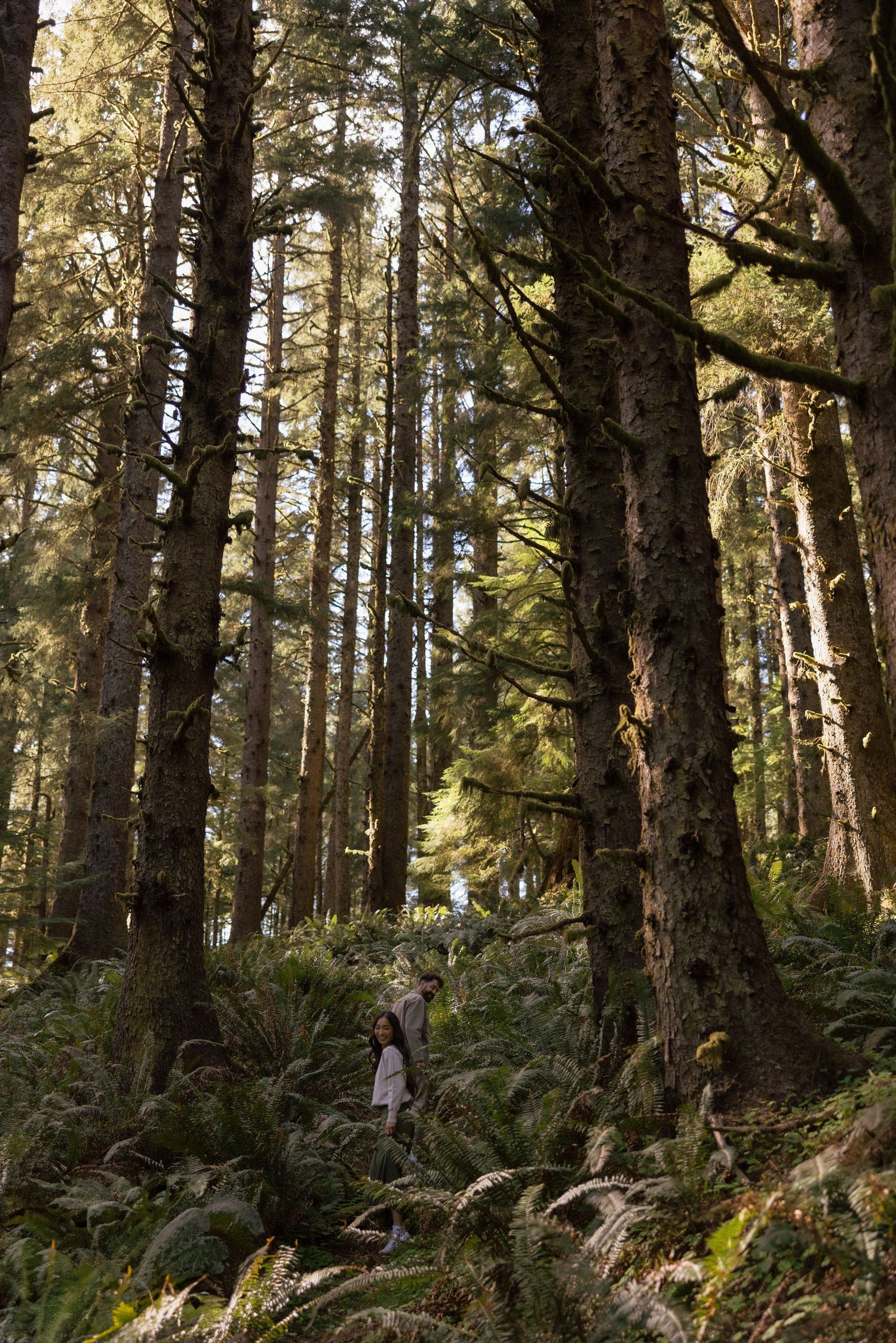 Sunlit forest path through tall evergreen trees with mossy undergrowth.