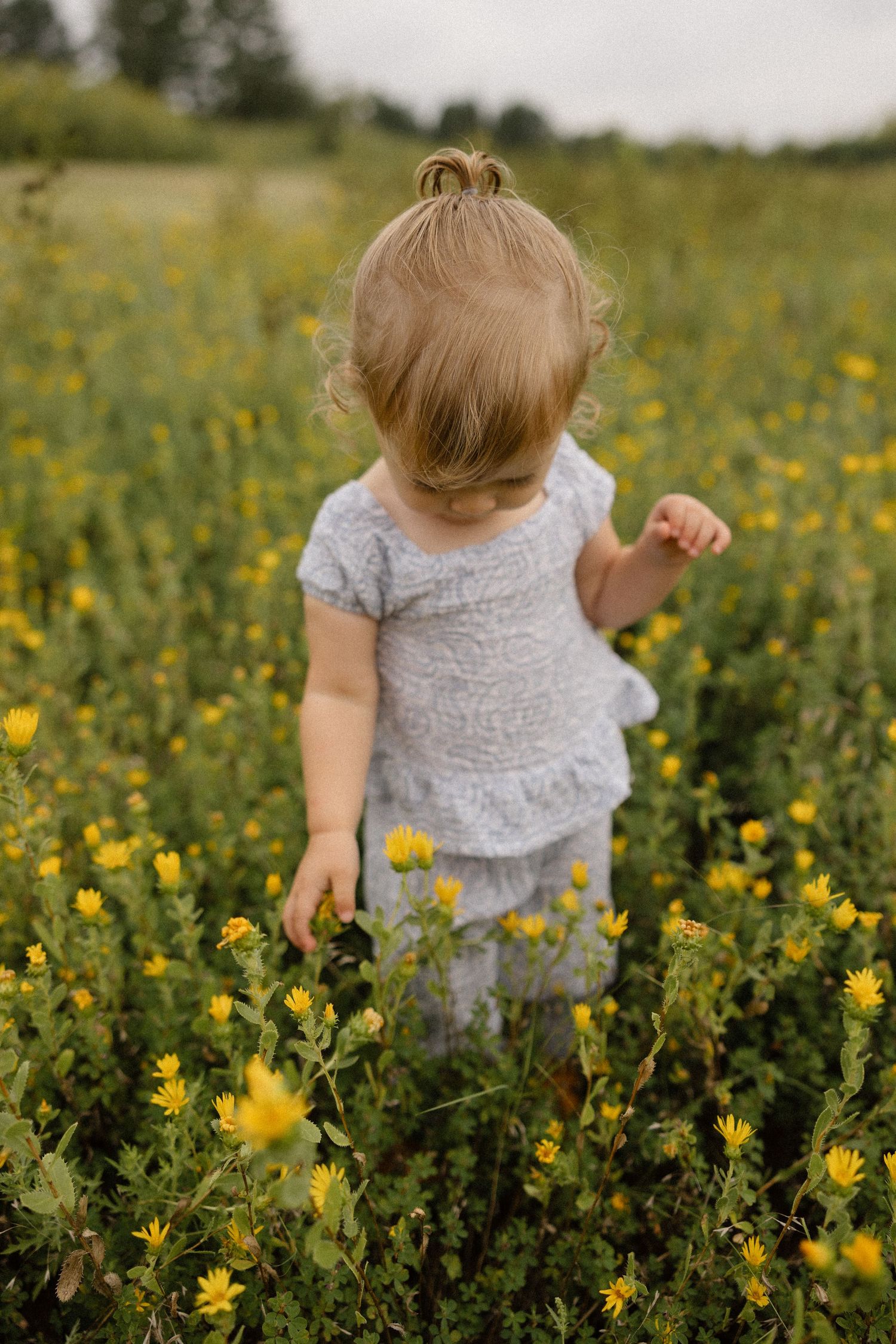 Small child exploring a field of blooming yellow wildflowers on a cloudy day.