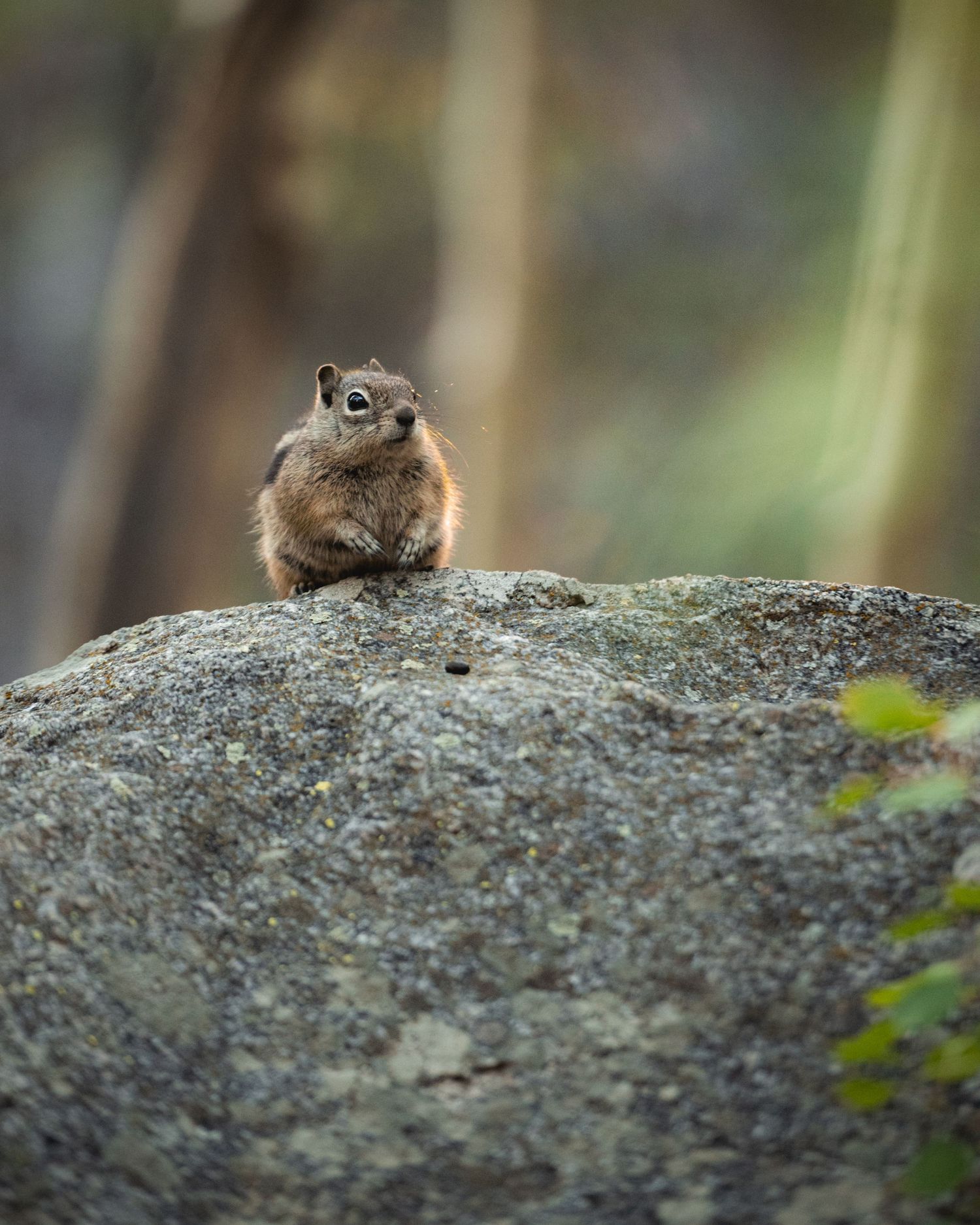 A small chipmunk perches alert on a large granite rock in a forest setting.