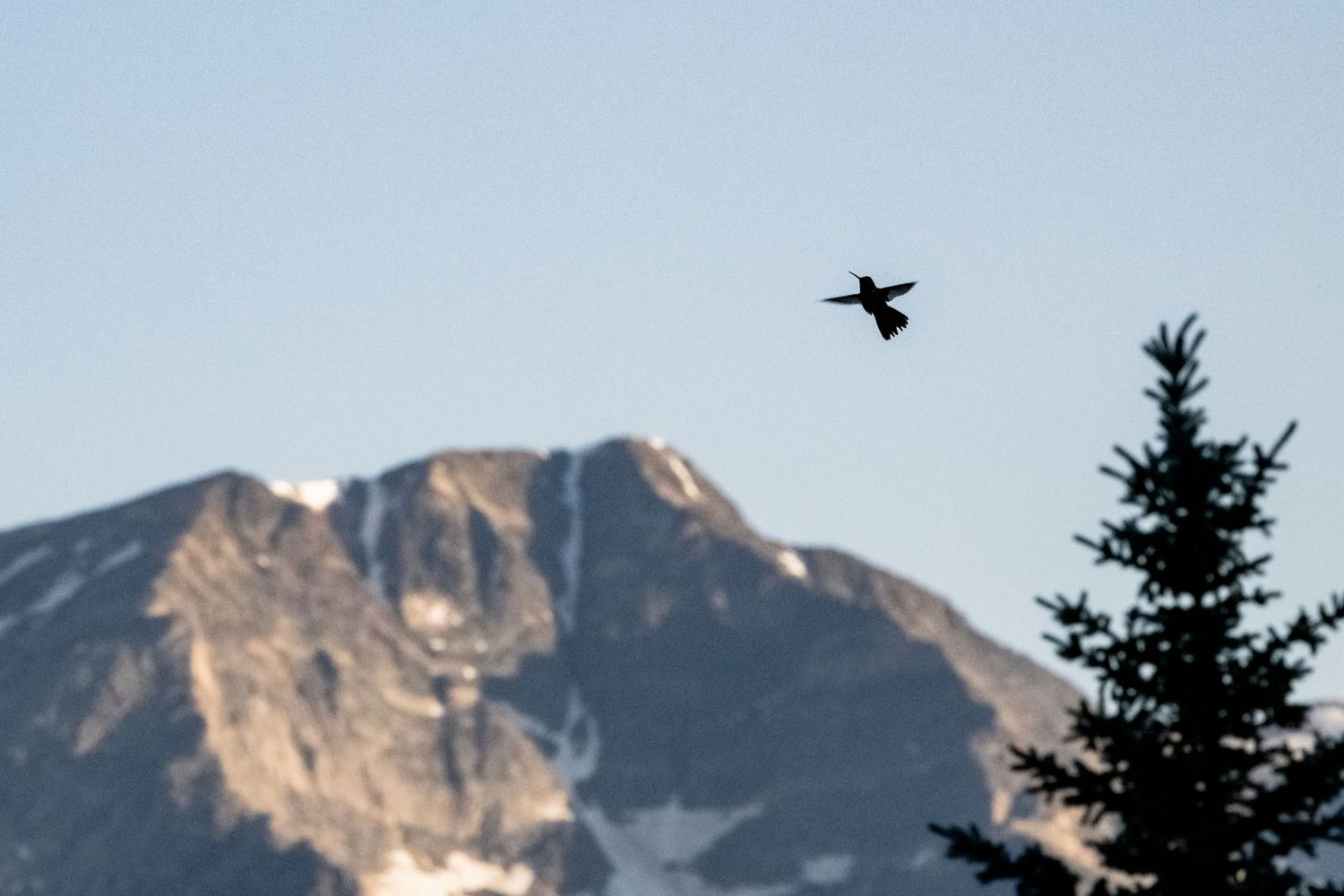 A bird in silhouette soars over a rugged mountain peak with a pine tree against a clear blue sky.
