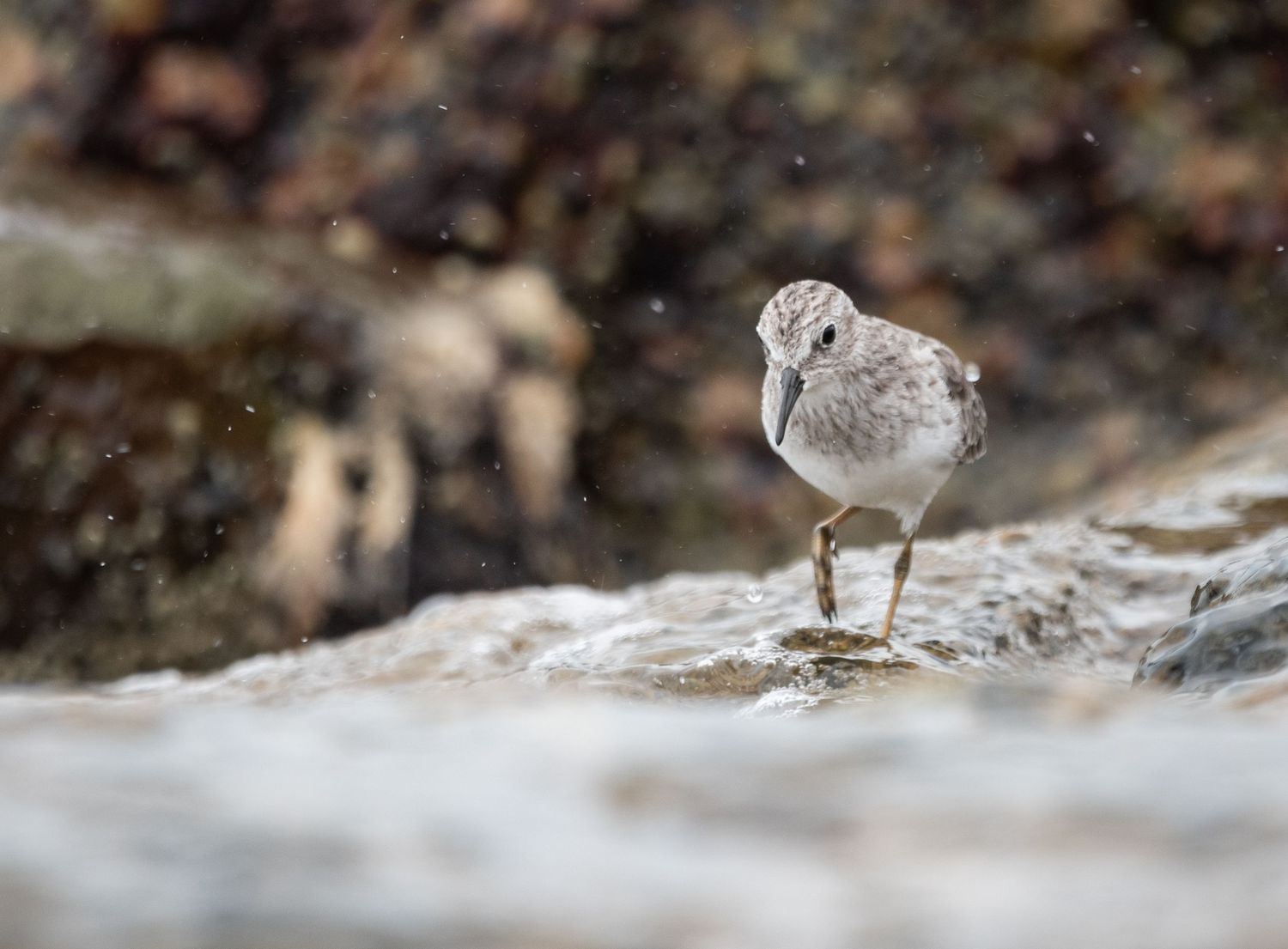 A small shorebird stands on wet rocks amid ocean spray, with a blurred rocky background.