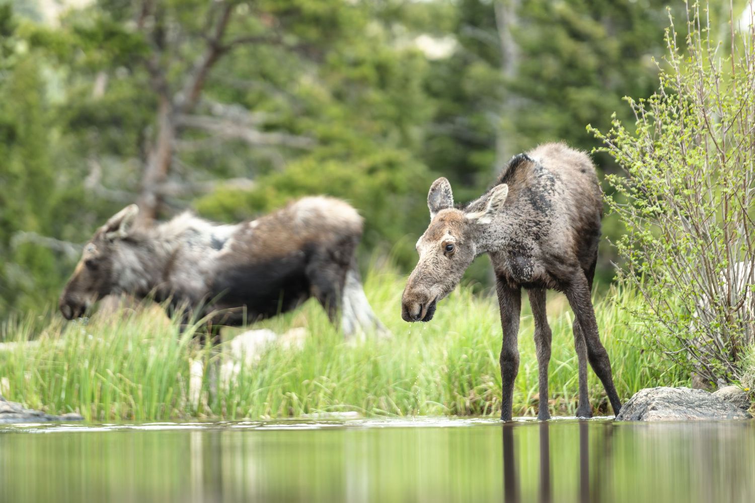 Young moose calf stands at the edge of a calm pond with an adult moose grazing in the background.
